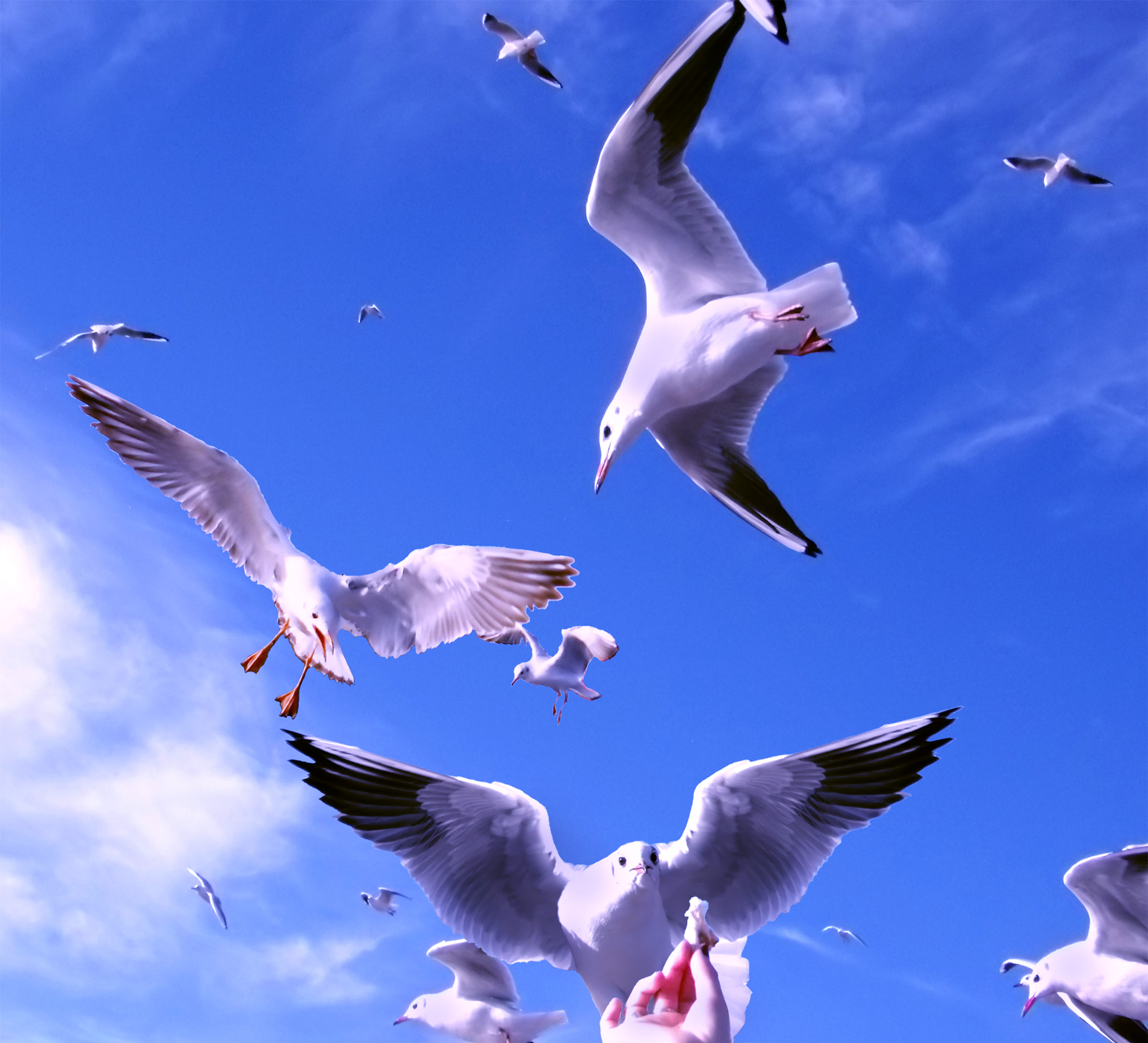 JK KODAK PIXPRO AZ651 sample photo. 人欧情(relationship between men and the seagulls) photography
