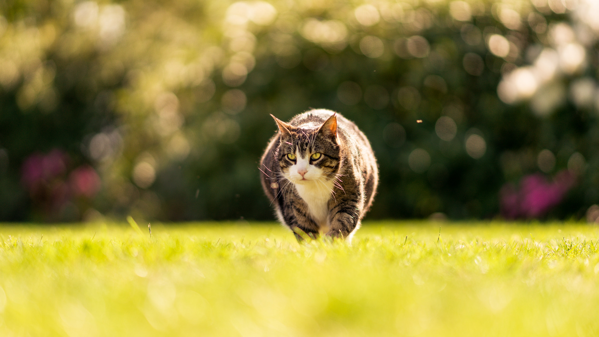Sony Sonnar T* 135mm F1.8 ZA sample photo. The great hunt photography