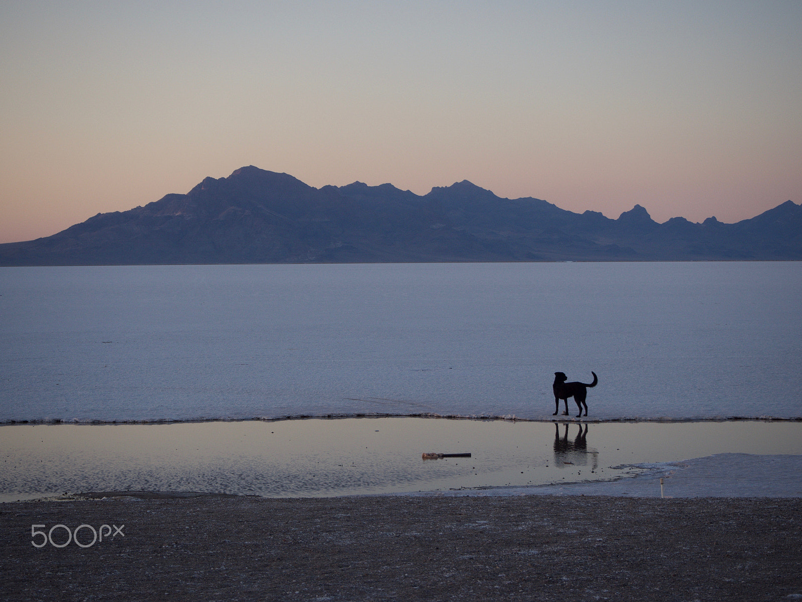 Olympus OM-D E-M5 sample photo. Salty dog at sunset photography
