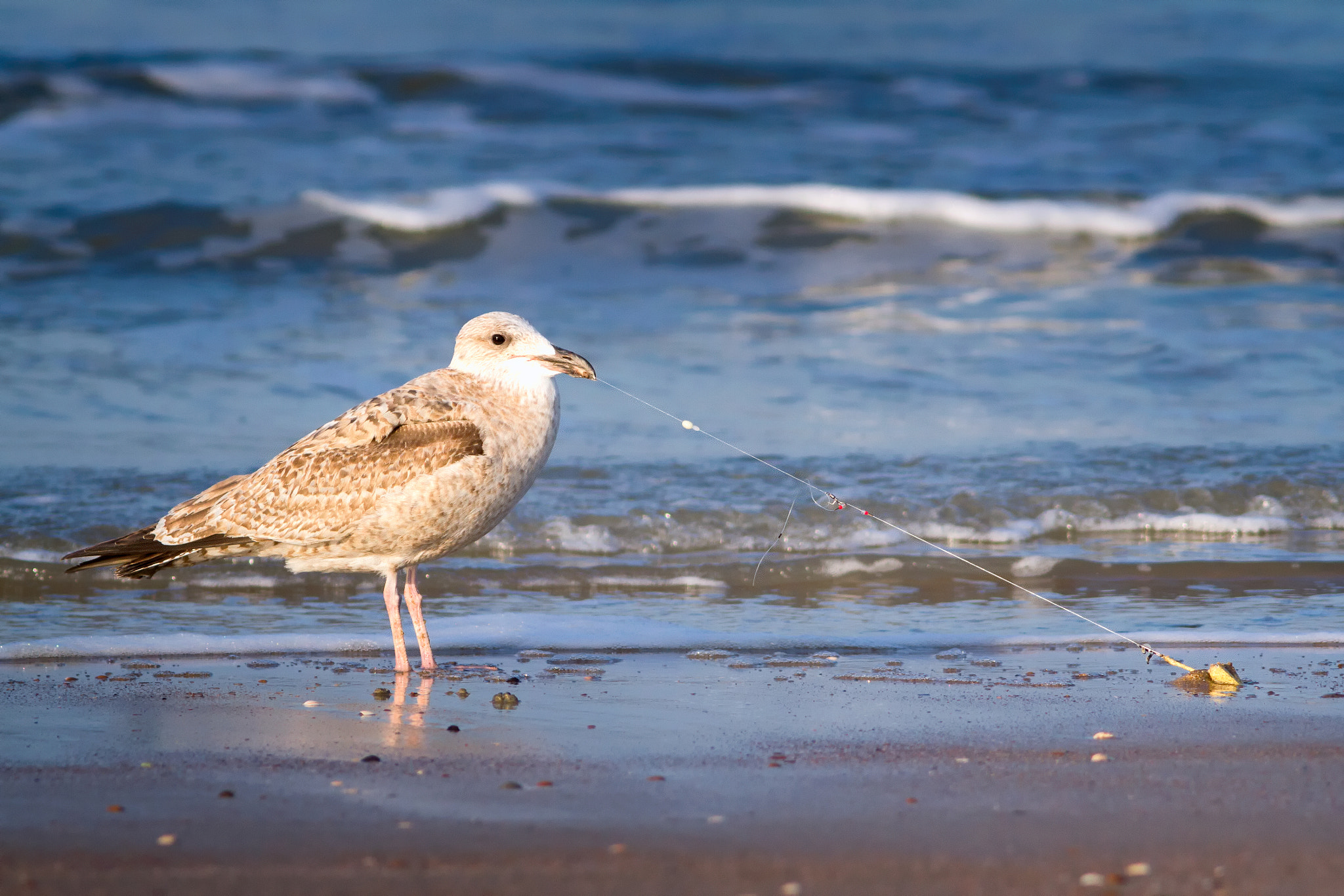 Canon EF 300mm F4L IS USM sample photo. Greedy gull photography