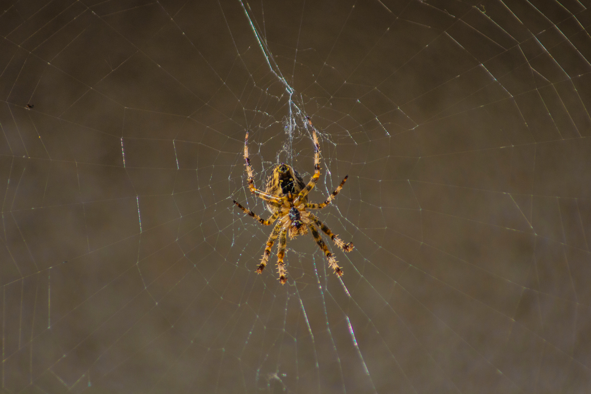 Canon EF 80-200mm F4.5-5.6 II sample photo. Spinne im netz photography