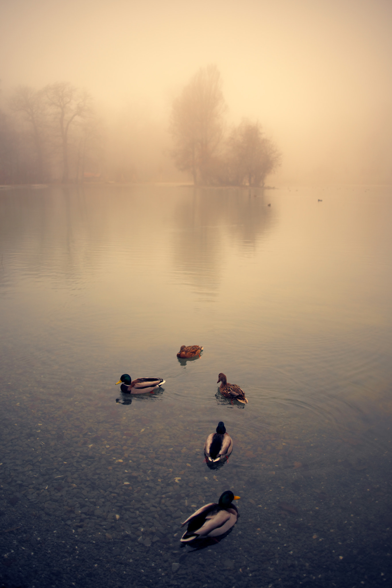 Sony a99 II sample photo. Lac de sauvabelin, lausanne (#5, color) photography