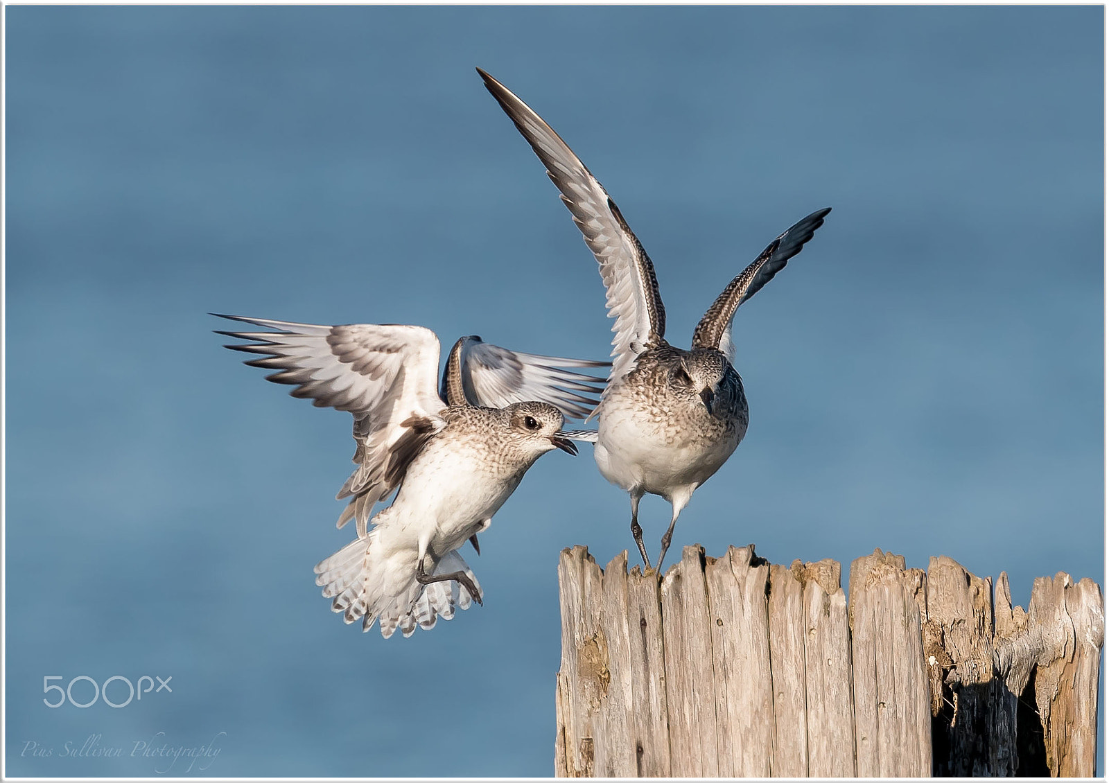 Canon EF 400mm F4 DO IS II USM sample photo. Birds photography