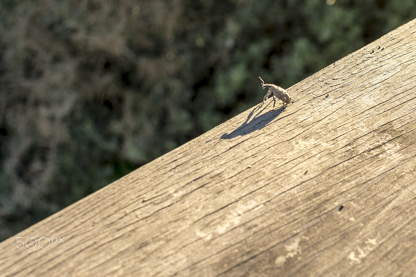 Nikon D7100 + Sigma 30mm F1.4 EX DC HSM sample photo. Tanning on the sun and bathing photography