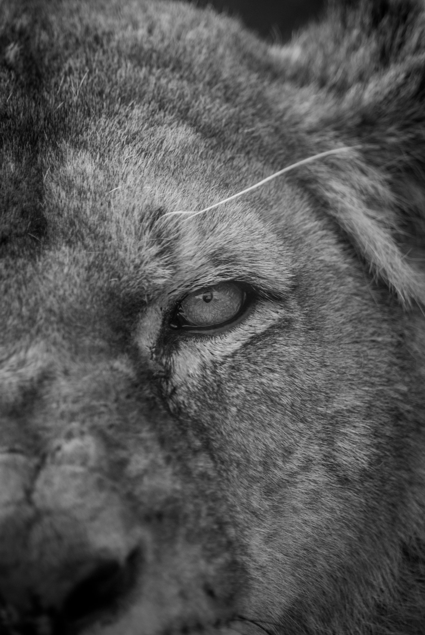 Nikon D40X sample photo. Lion photography