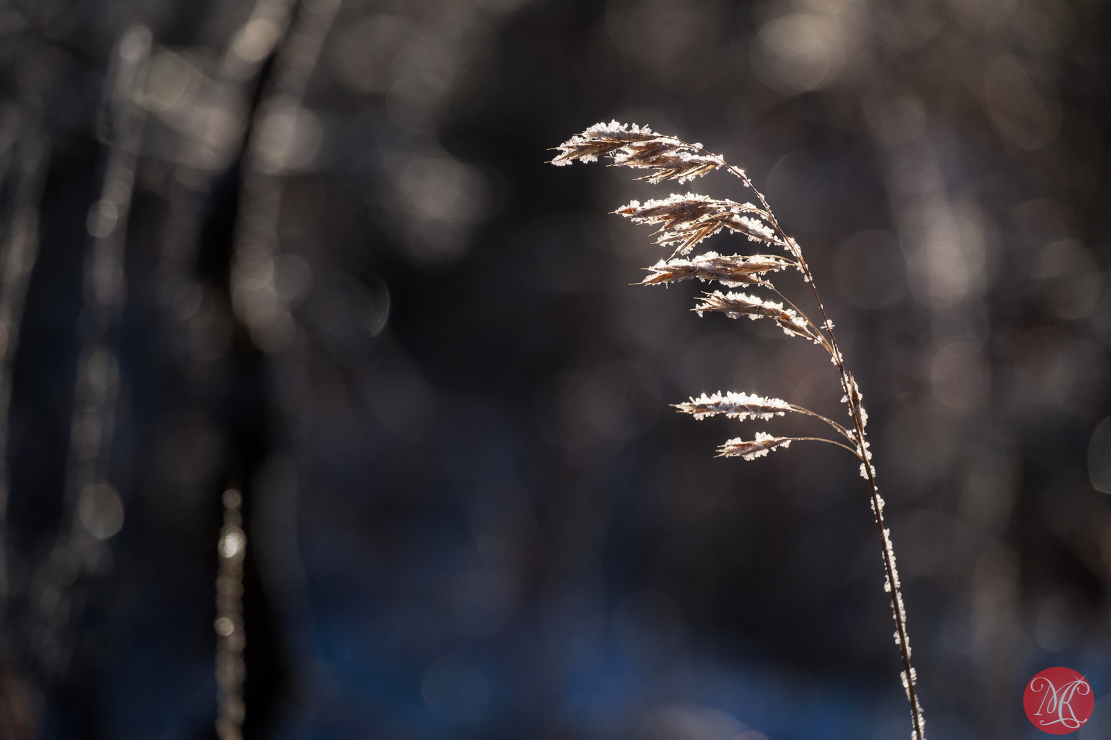 Fujifilm X-E2 + Fujifilm XF 55-200mm F3.5-4.8 R LM OIS sample photo. Sugared grass photography