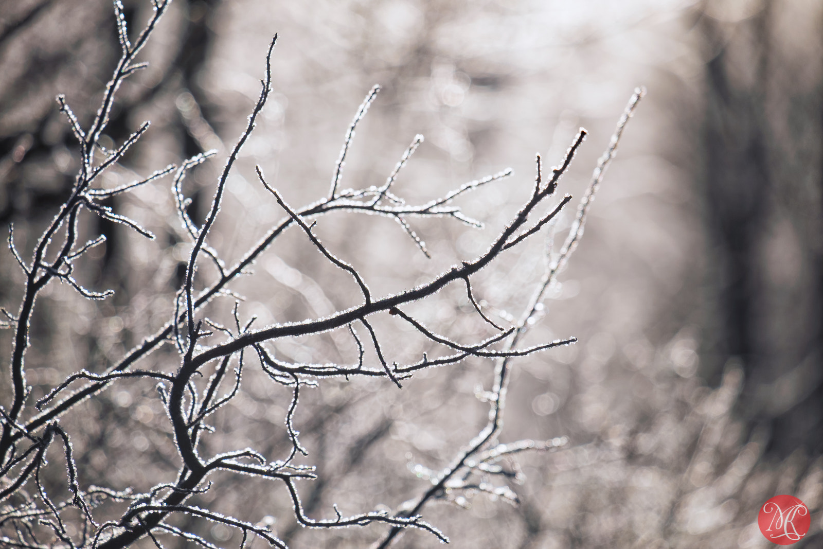 Fujifilm X-E2 + Fujifilm XF 55-200mm F3.5-4.8 R LM OIS sample photo. Enlightened photography