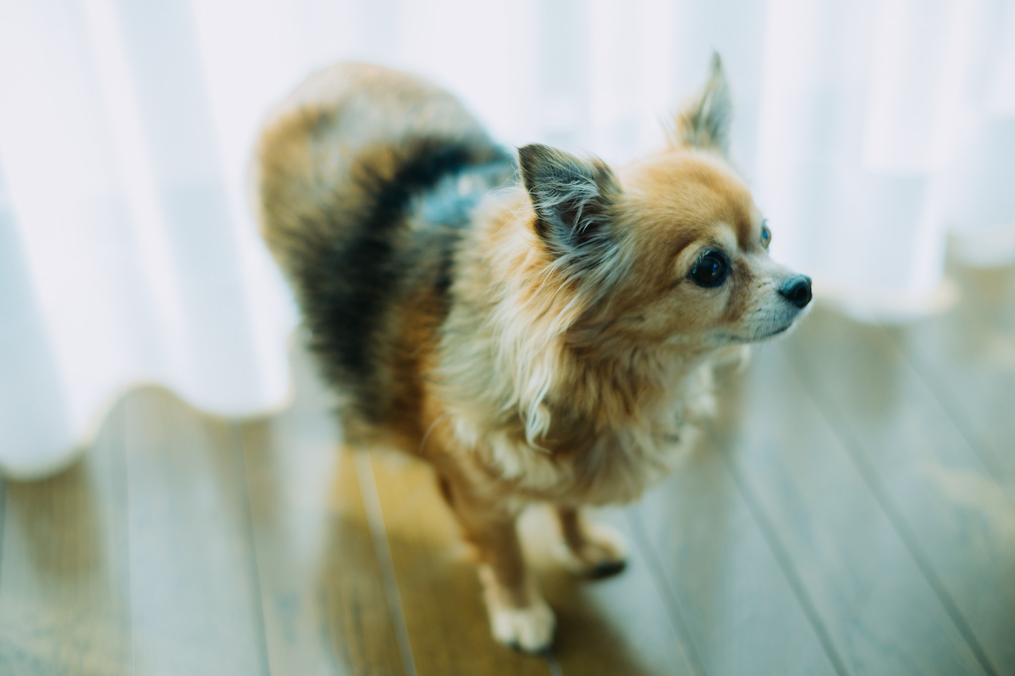 ZEISS Planar T* 50mm F1.4 sample photo. Fuuka photography