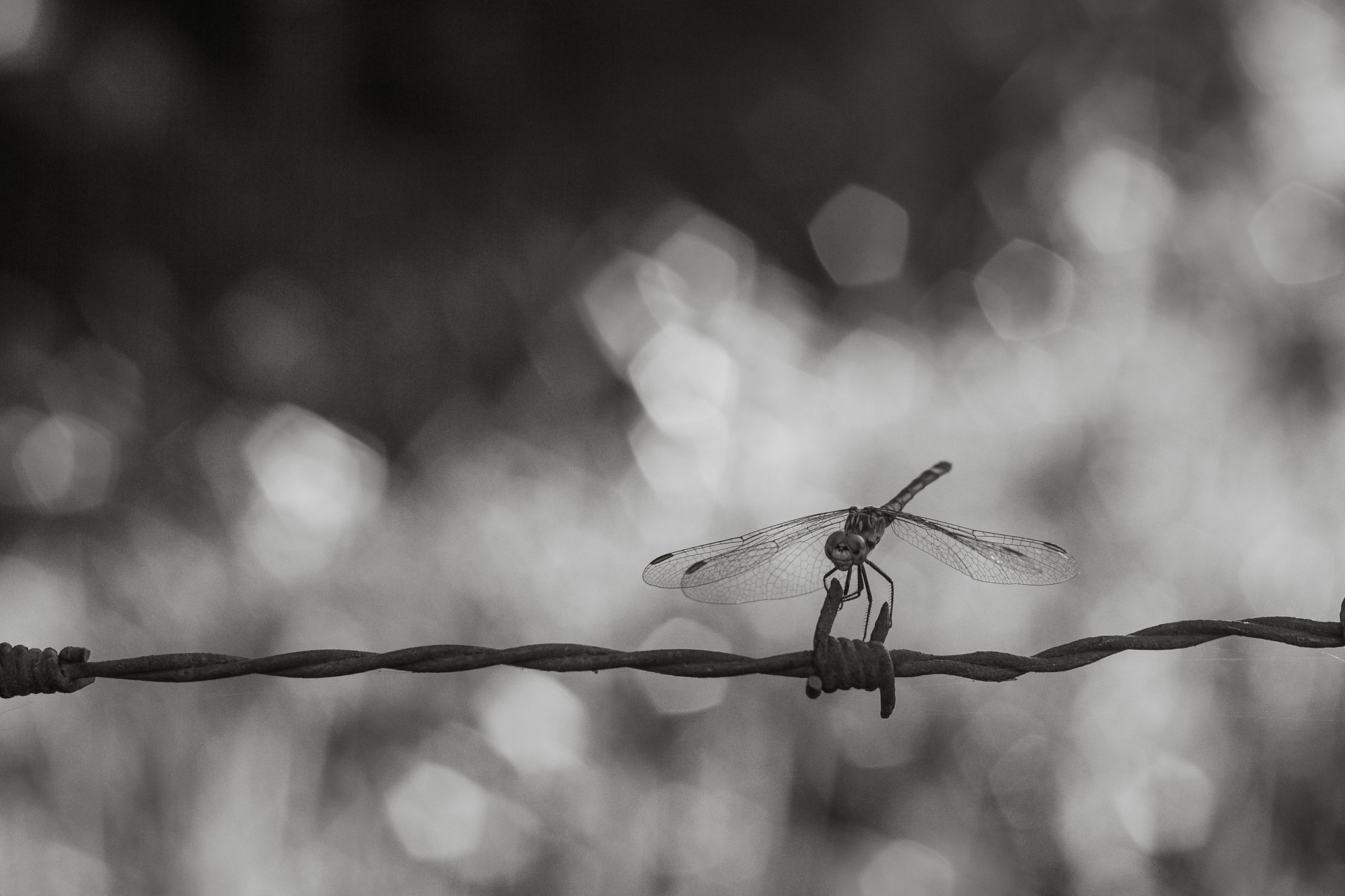 Canon EOS 1000D (EOS Digital Rebel XS / EOS Kiss F) sample photo. Fronteras photography