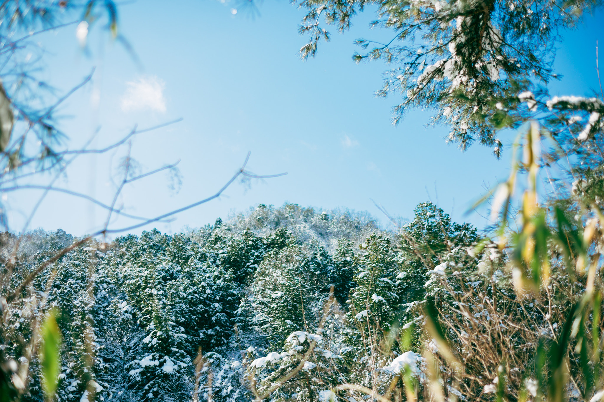 ZEISS Planar T* 50mm F1.4 sample photo. After it snowed photography