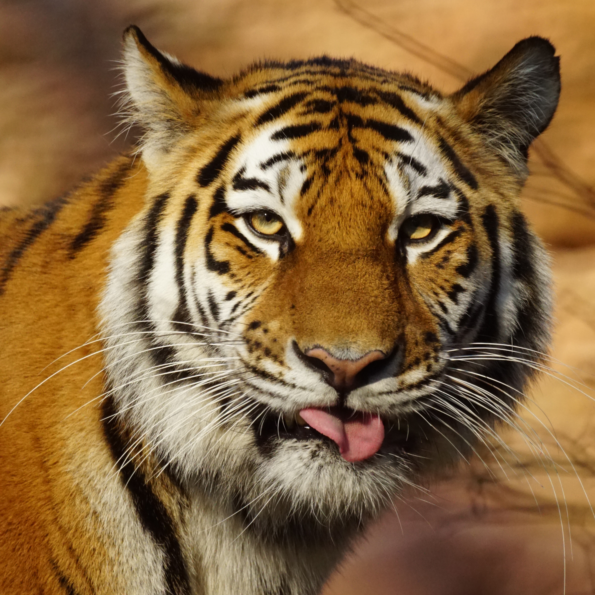 Sony ILCA-77M2 sample photo. Bengal tiger photography