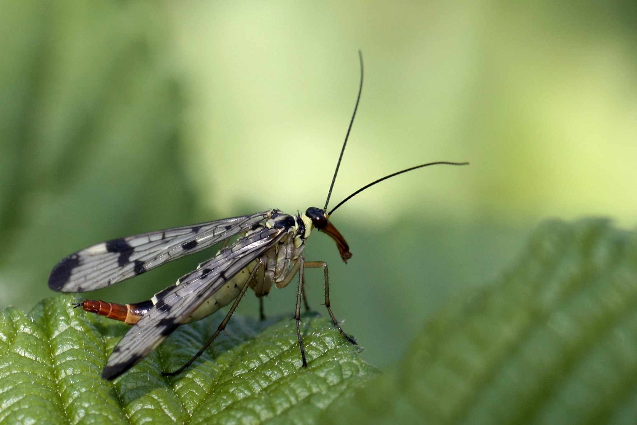 Canon EF 100mm F2.8L Macro IS USM sample photo. Mme panorpe photography