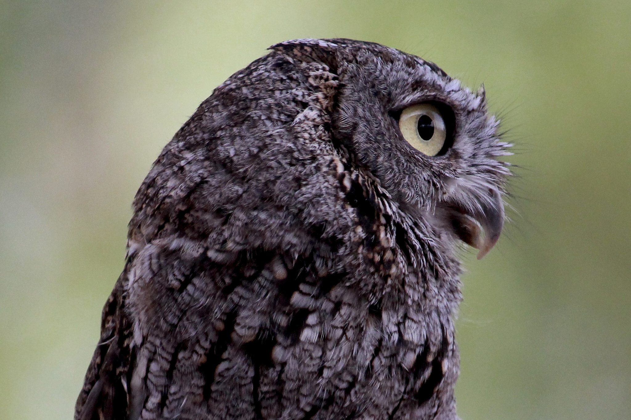 Canon EOS 100D (EOS Rebel SL1 / EOS Kiss X7) sample photo. Western screech owl photography