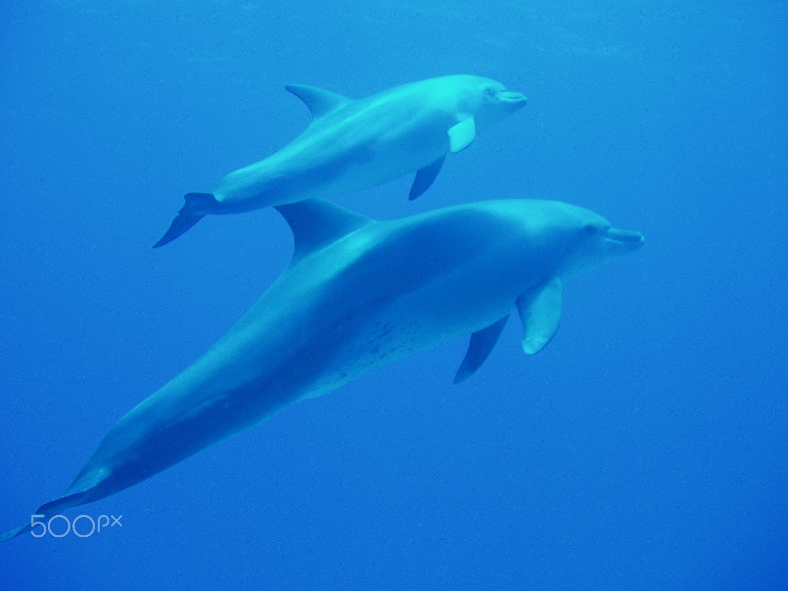 Olympus X-2,C-50Z sample photo. 073 two dolphins photography
