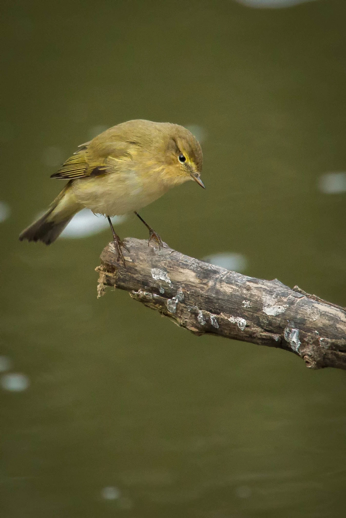 Canon EOS-1D Mark IV sample photo. Mosquitero photography