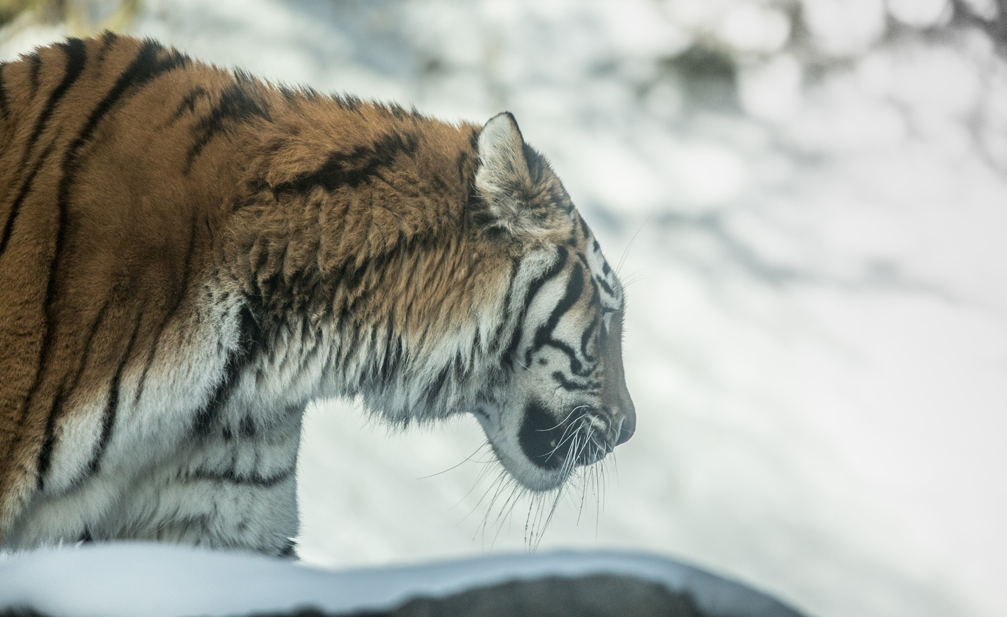 Canon EOS 5D Mark IV + Canon EF 70-200mm F2.8L IS II USM sample photo. Snow tiger photography