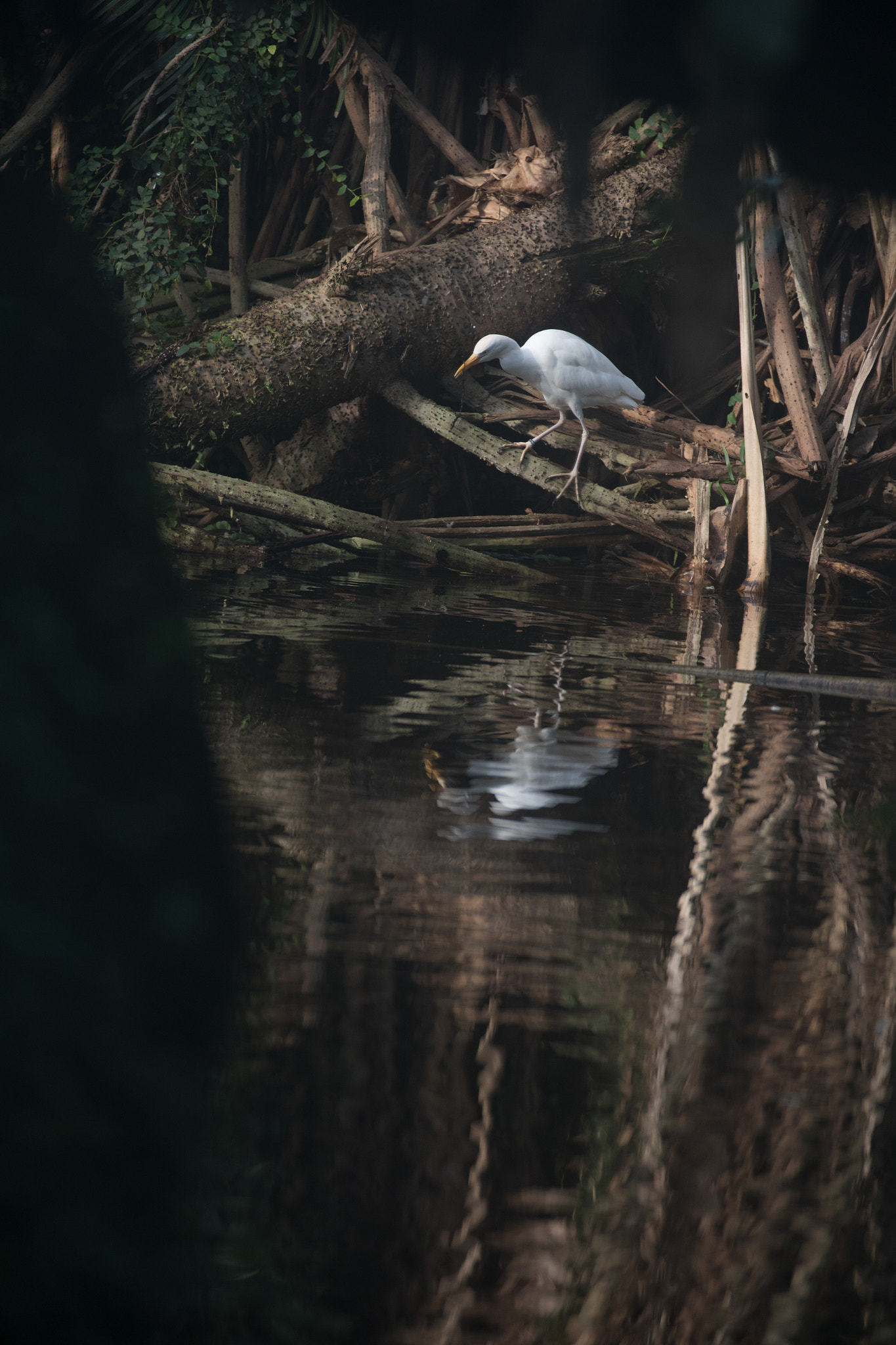 Canon EOS 5D Mark IV + Canon EF 70-200mm F2.8L IS II USM sample photo. Egret by water photography