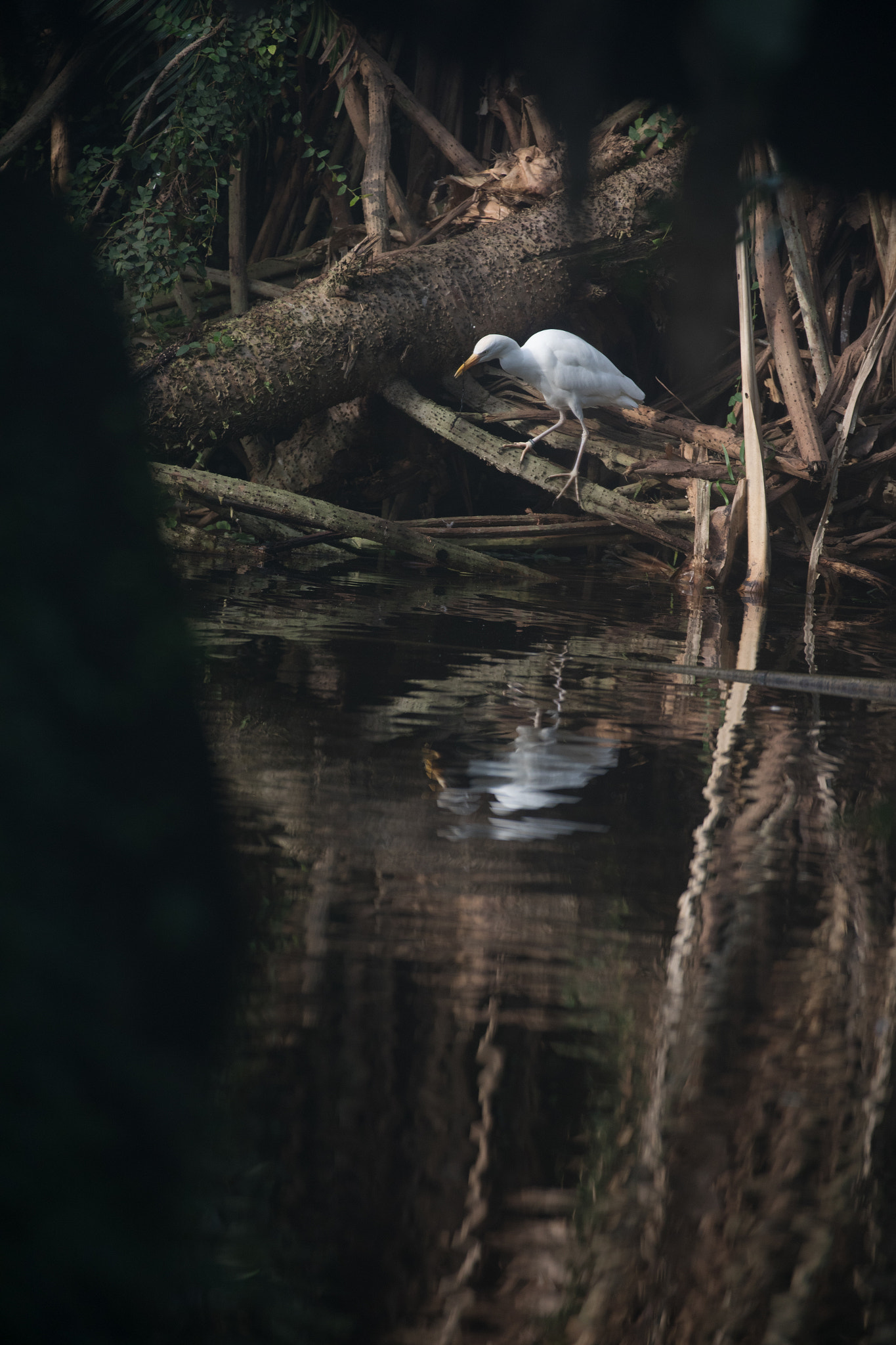 Canon EF 70-200mm F2.8L IS II USM sample photo. Egret by water photography