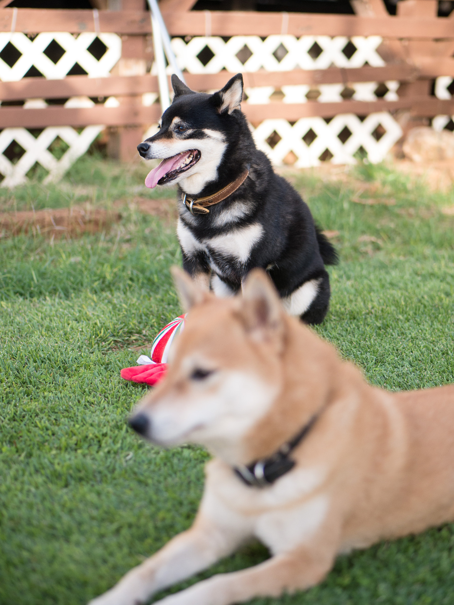Panasonic Lumix DMC-G7 sample photo. Katsu & kuri's new toy - 12-20-2016 photography