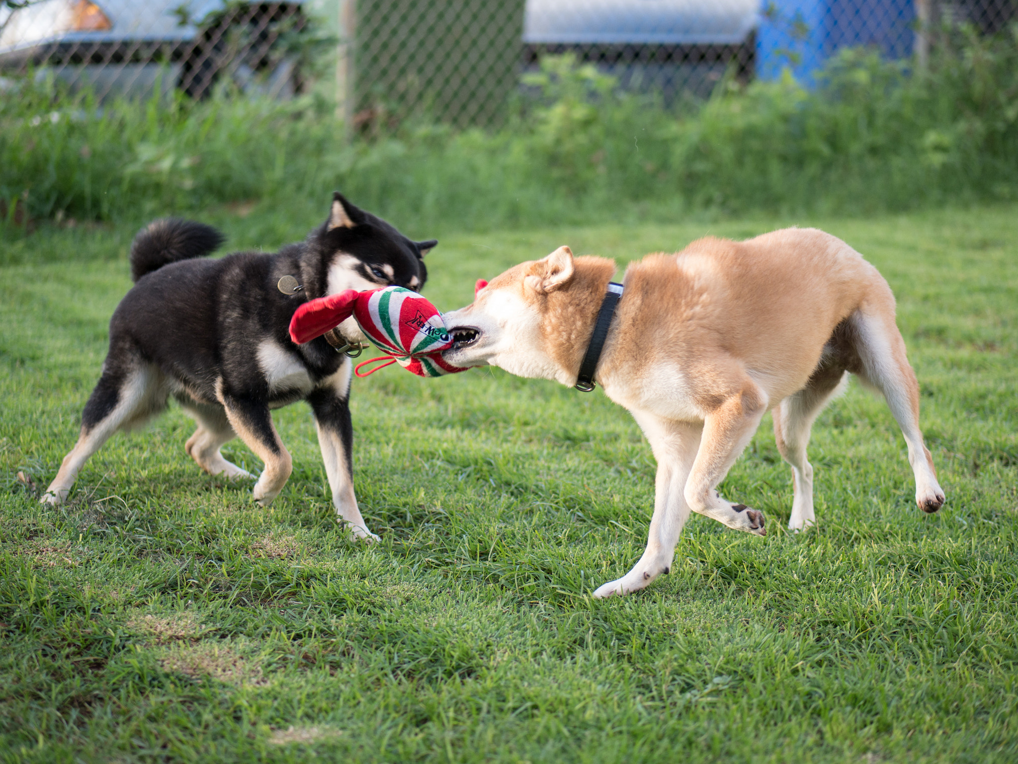 Panasonic Lumix G 42.5mm F1.7 ASPH Power OIS sample photo. Katsu & kuri's new toy - 12-20-2016 photography