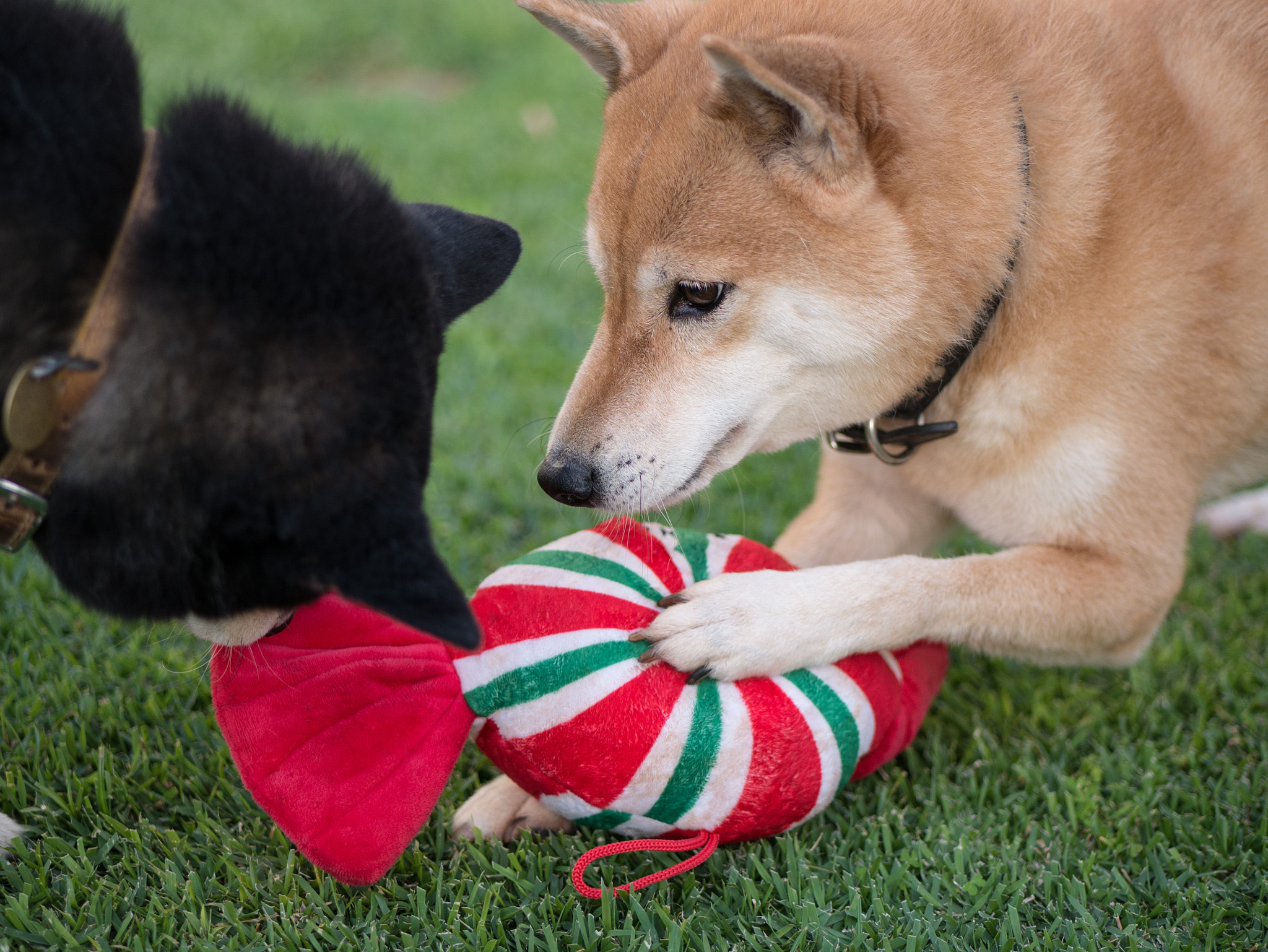 Panasonic Lumix DMC-G7 sample photo. Katsu & kuri's new toy - 12-20-2016 photography