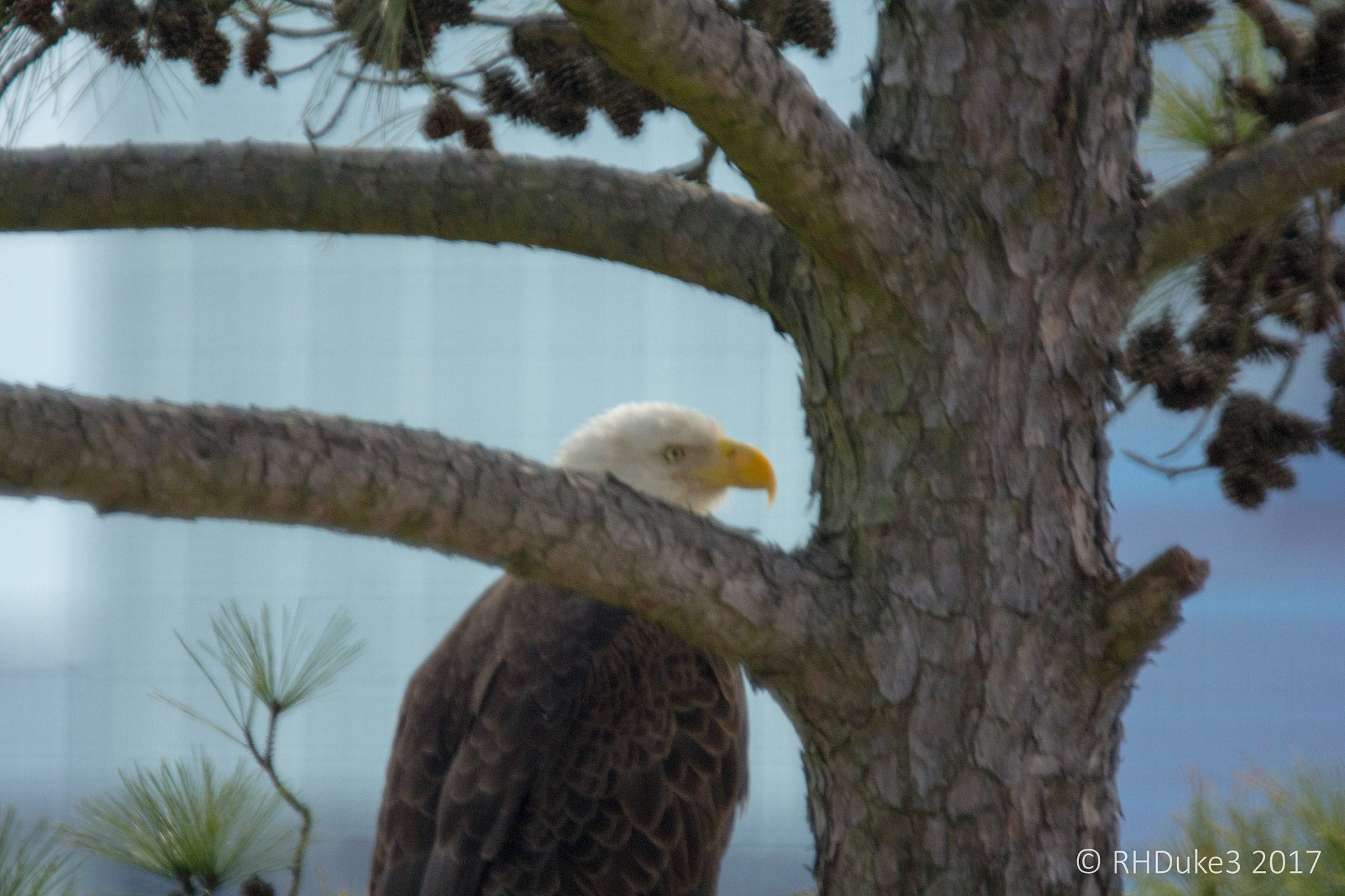 Canon EOS 60D + 150-600mm F5-6.3 DG OS HSM | Sports 014 sample photo. American bald eagle photography