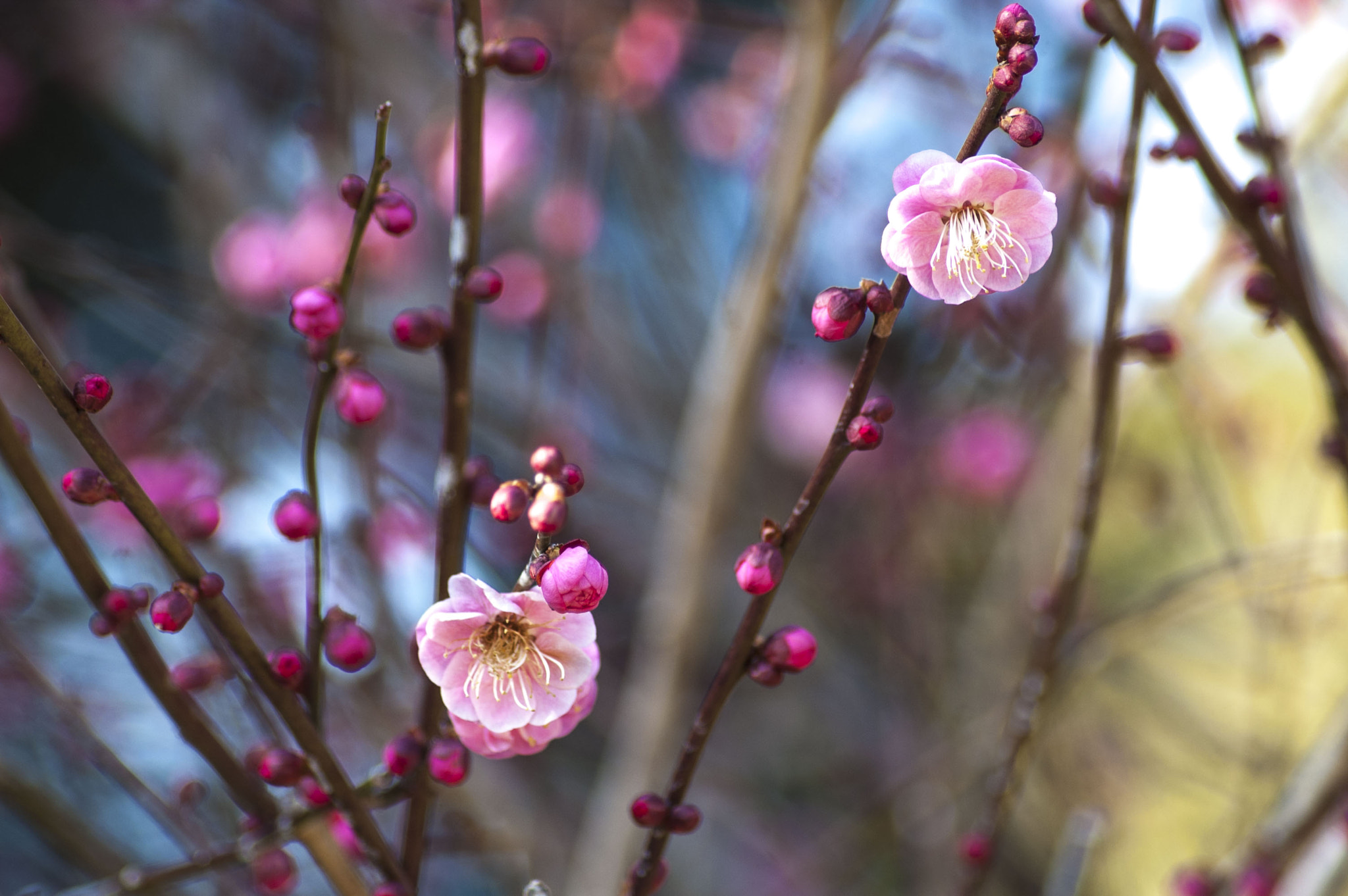 Nikon D70 sample photo. Plum photography