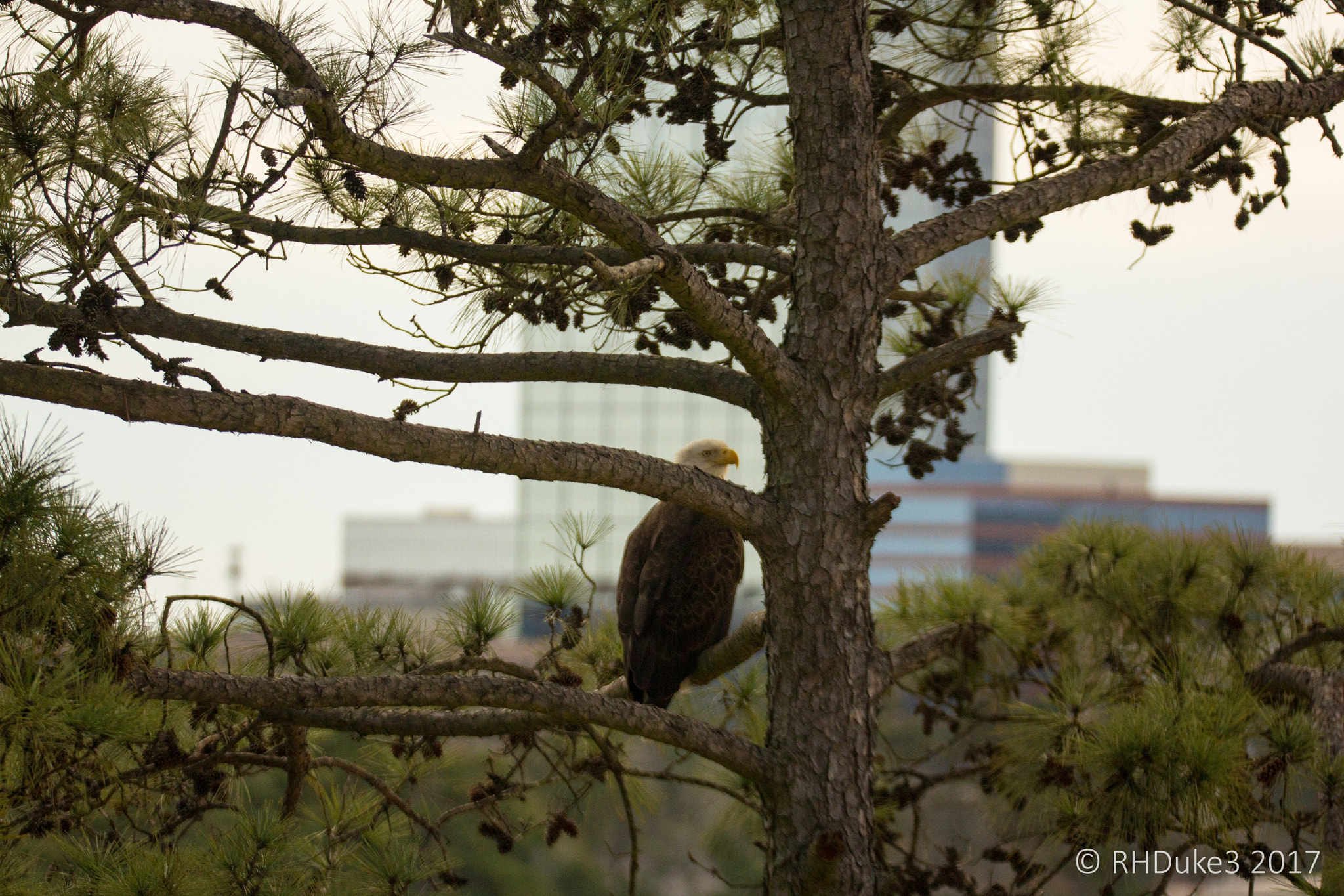 Canon EOS 60D + 150-600mm F5-6.3 DG OS HSM | Sports 014 sample photo. American bald eagle in texas photography