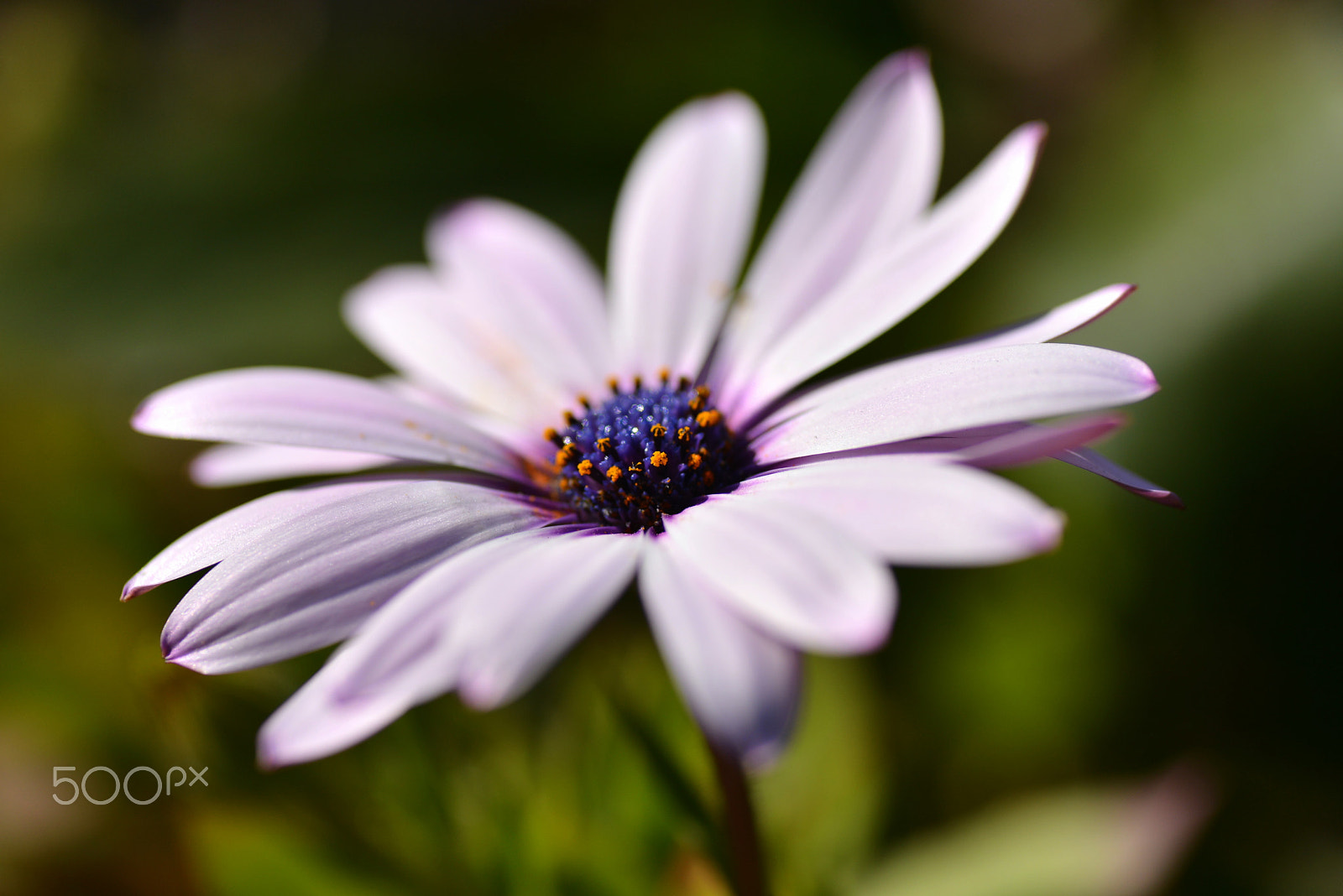 Nikon D600 sample photo. Pale purple gazania photography