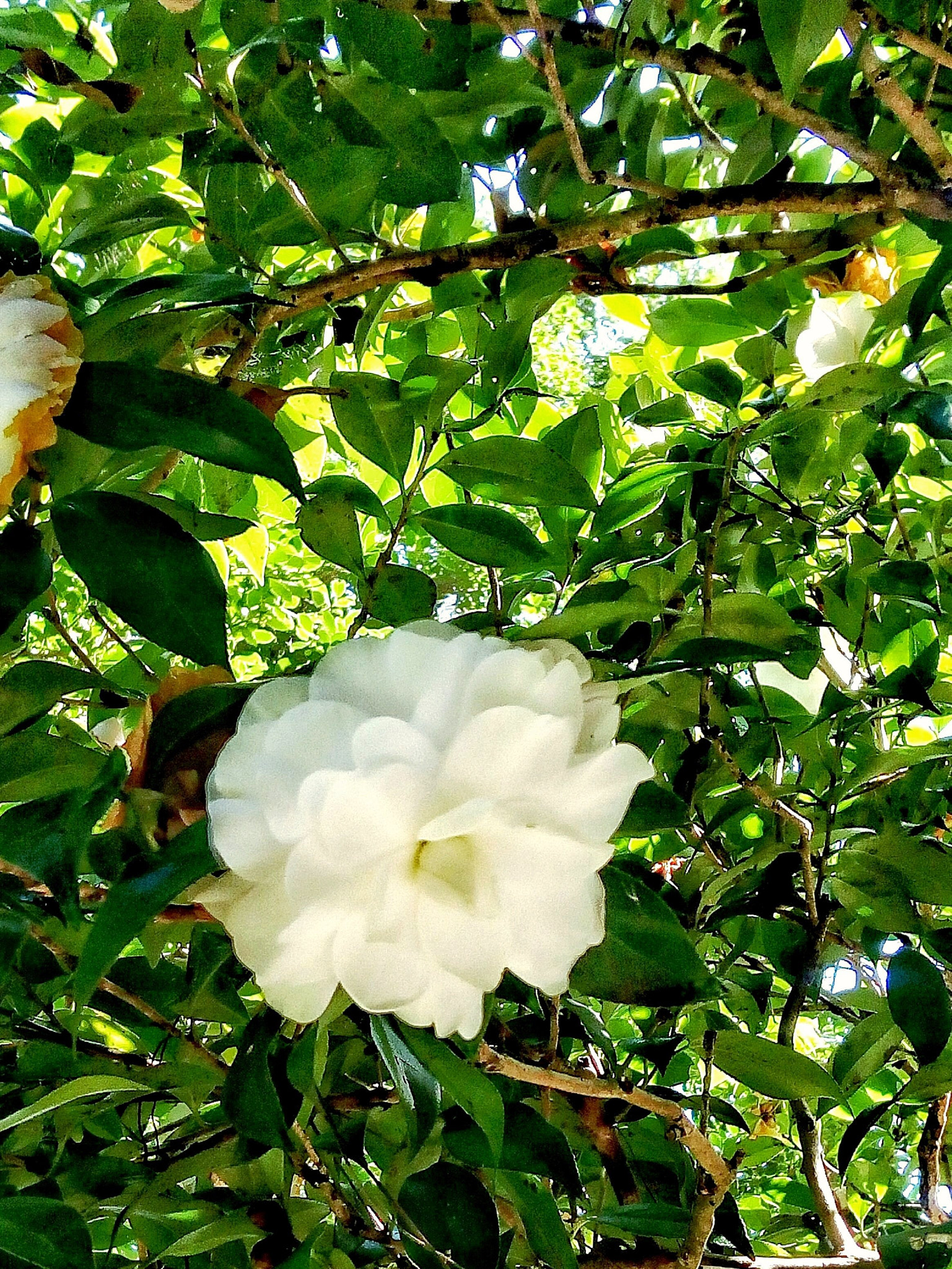 HTC ONE X9 DUAL SIM sample photo. ..editing - photography