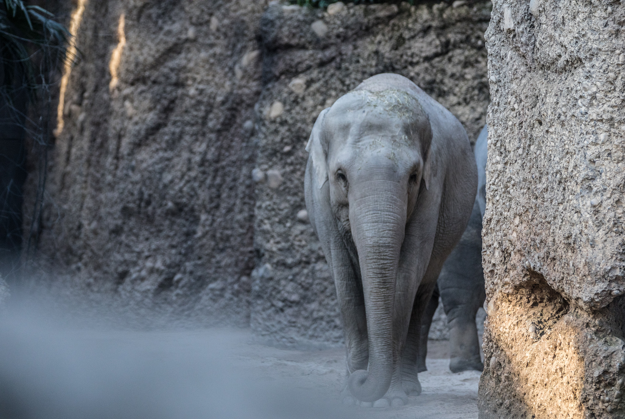 Canon EOS 5D Mark IV + Canon EF 70-200mm F2.8L IS II USM sample photo. Slow walk photography