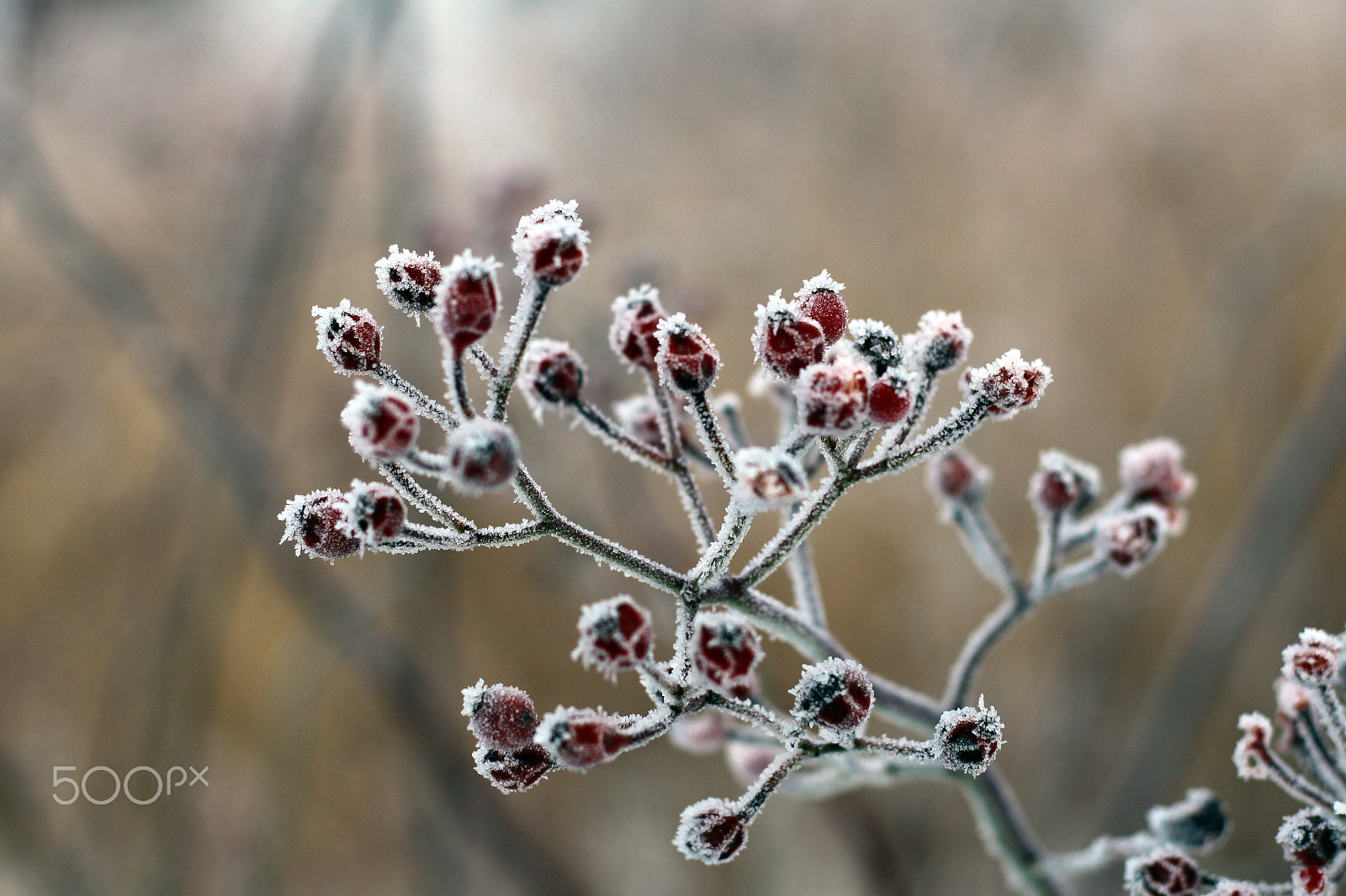 Canon EOS M + Canon EF 50mm F1.8 STM sample photo. Frozen photography