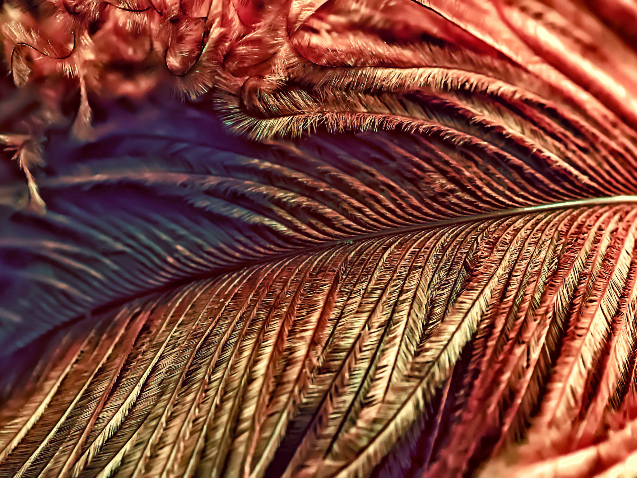 Tamron SP AF 90mm F2.8 Di Macro sample photo. Feather photography