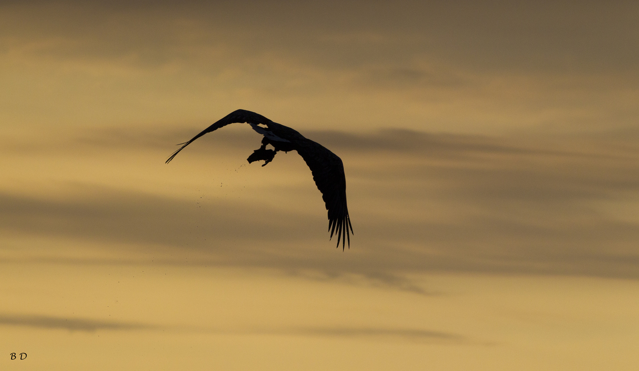 Canon EOS-1D Mark IV sample photo. White tailed eagle with fish in the sunset photography