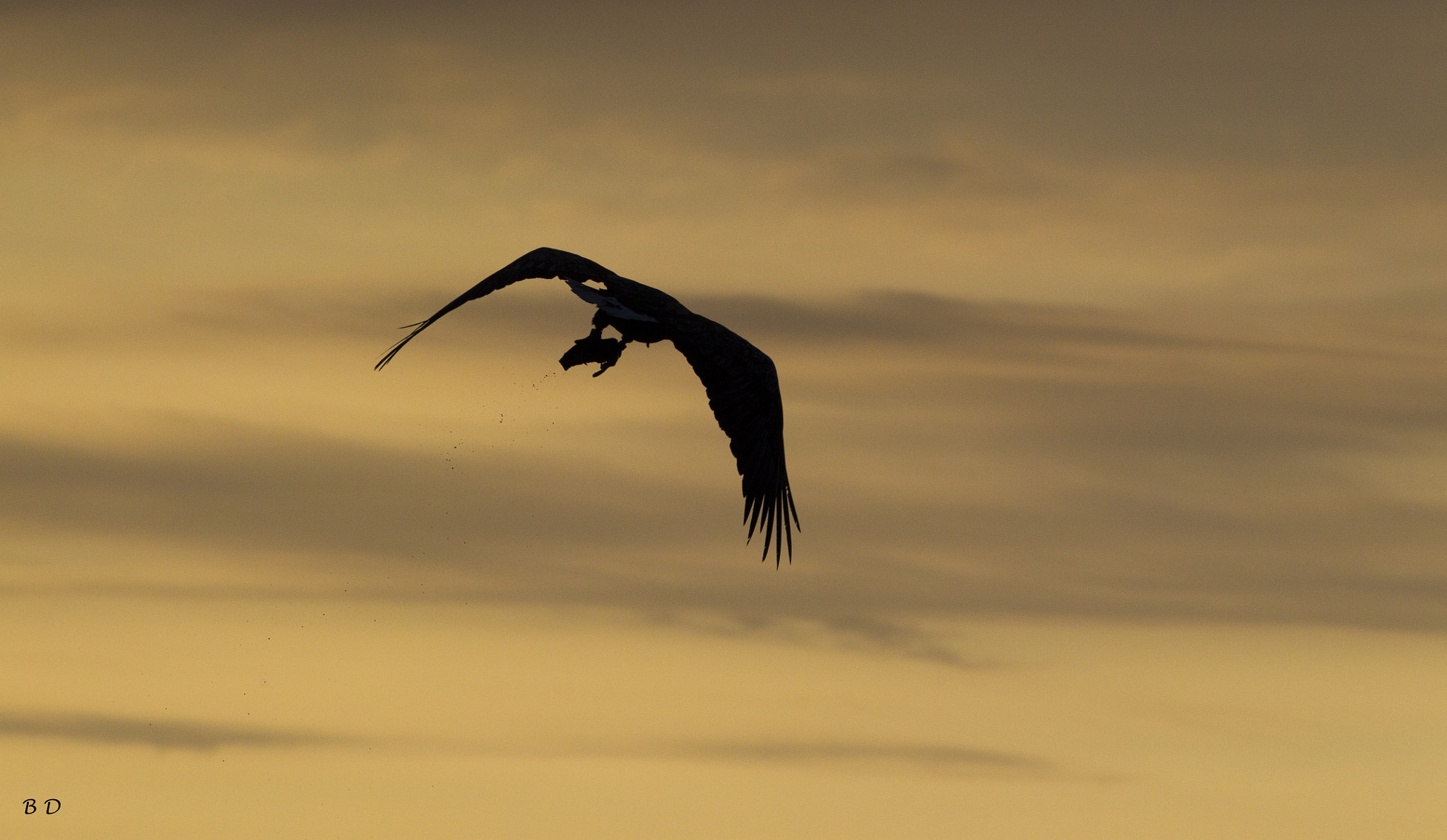 Canon EF 300mm F4L IS USM sample photo. White tailed eagle with fish in the sunset photography