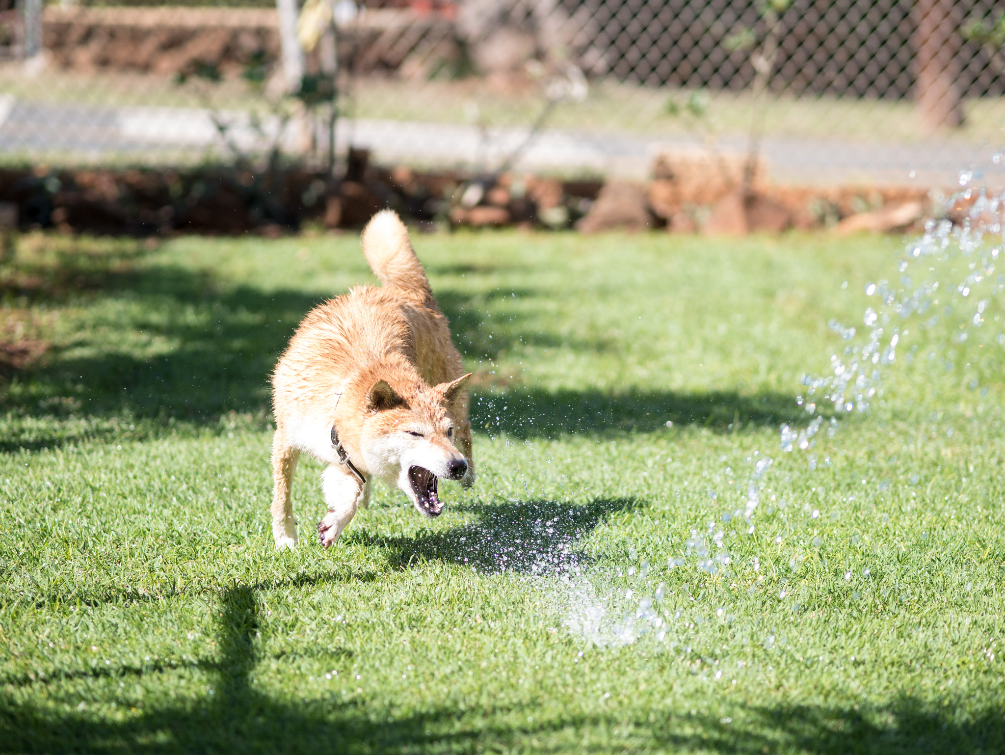 Panasonic Lumix DMC-G7 + Olympus M.Zuiko Digital ED 75mm F1.8 sample photo. Katsu & kuri play - 1-1-2017 photography