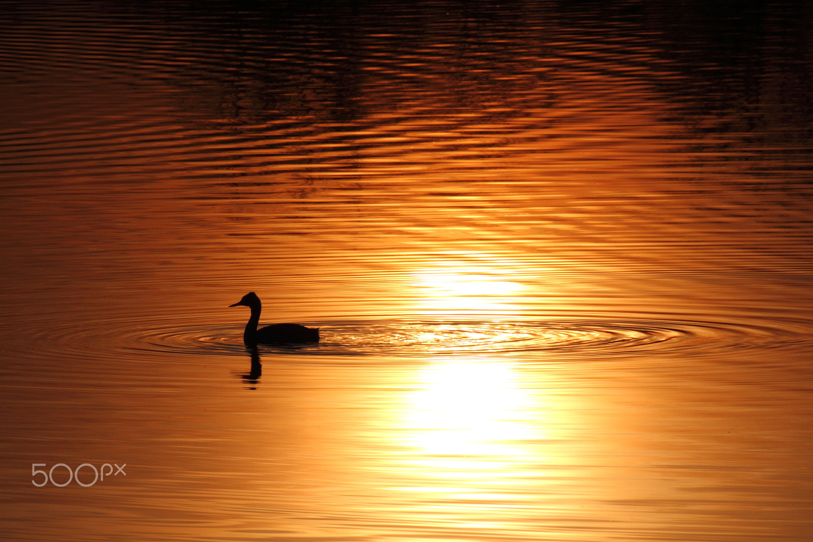 Canon EOS 7D + Tamron SP 70-300mm F4-5.6 Di VC USD sample photo. A water bird in the twilight photography