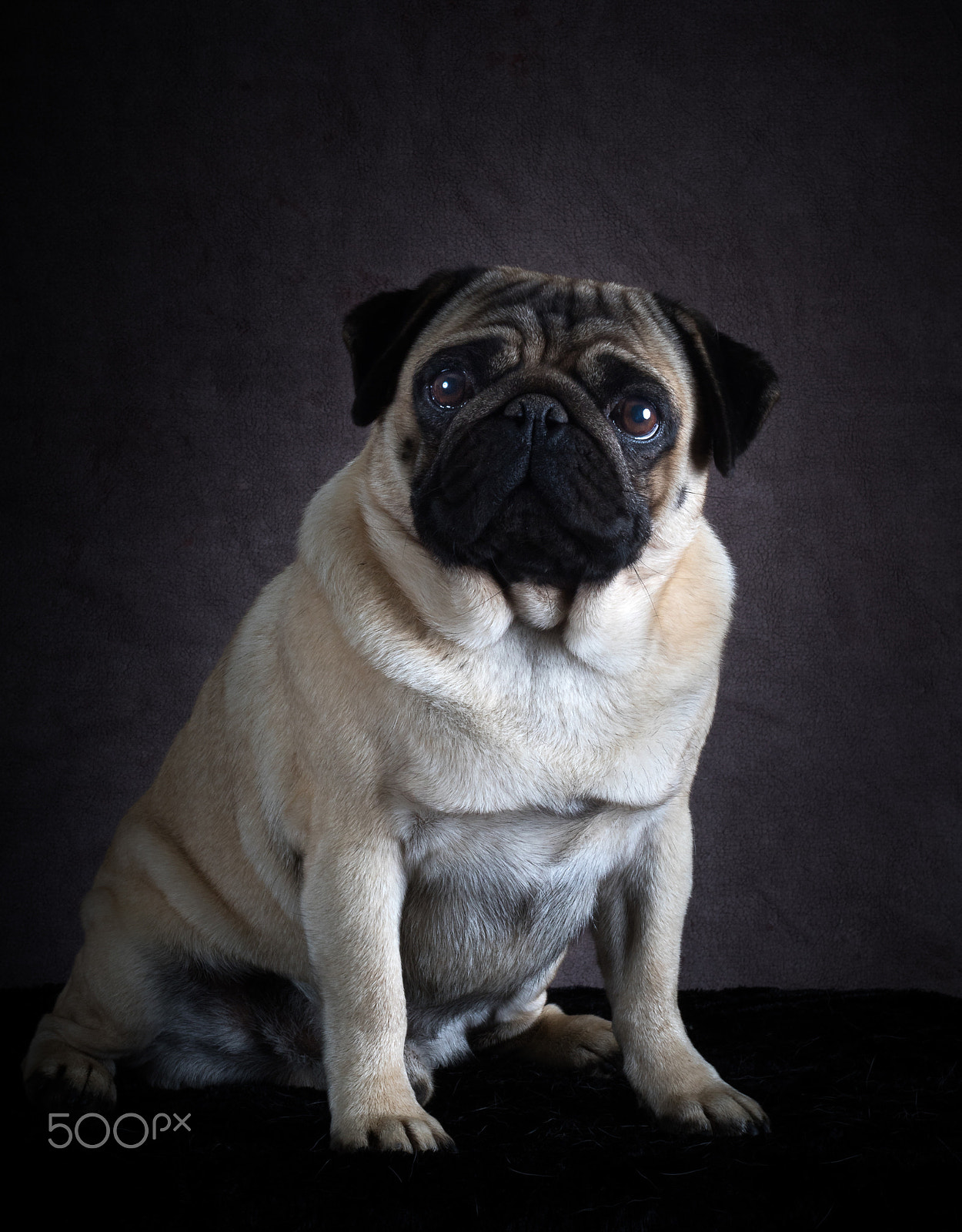 Canon EF 50mm F1.8 II sample photo. You've got my best side, right? photography