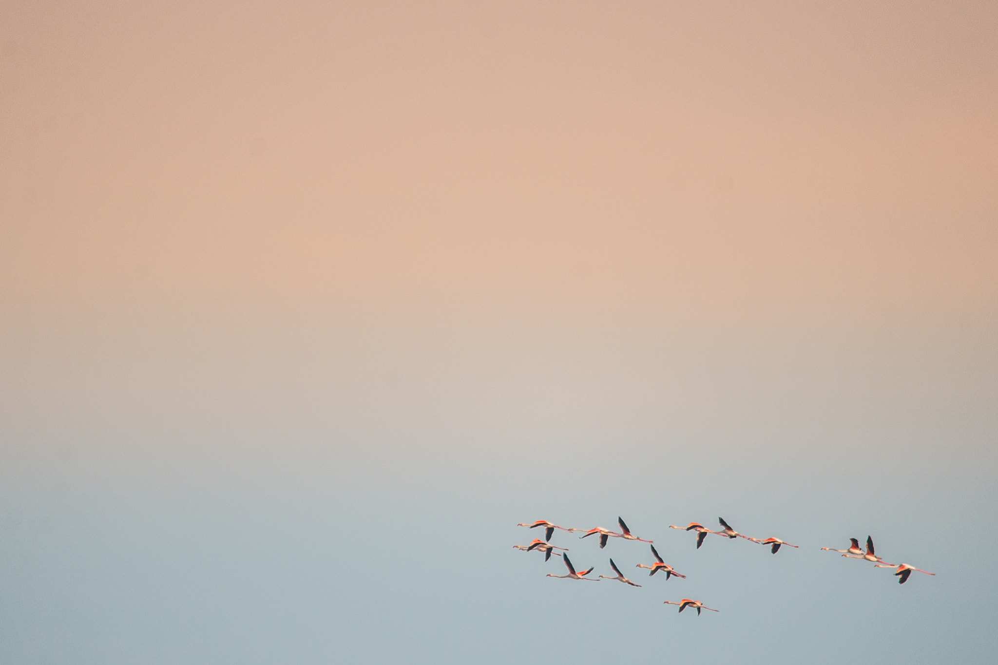 Sigma 150-500mm F5-6.3 DG OS HSM sample photo. Flamingos photography