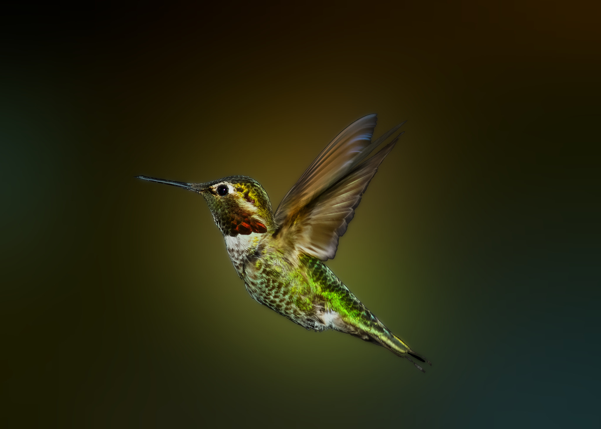 smc PENTAX-DA L 55-300mm F4-5.8 ED sample photo. Wings photography