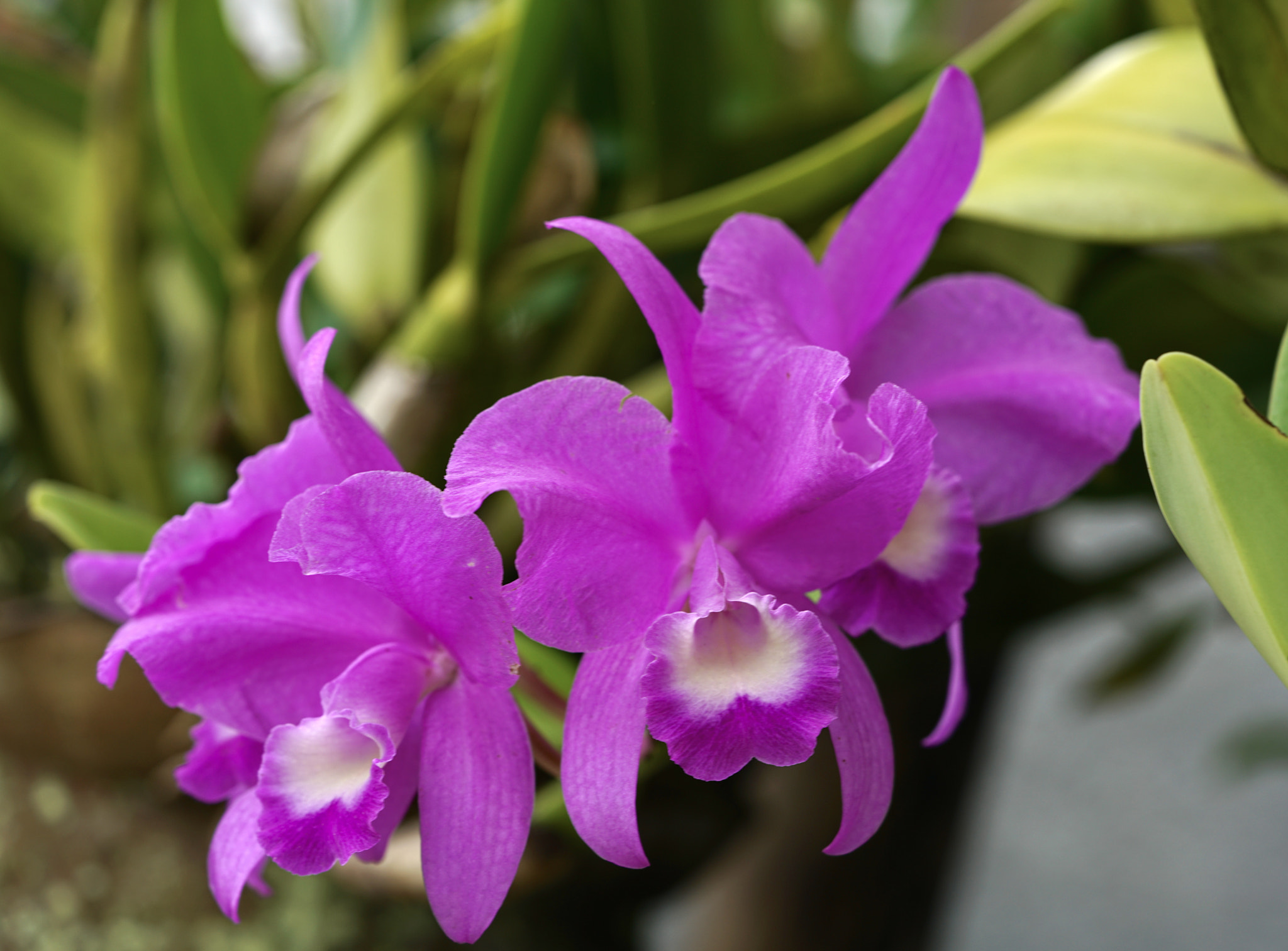 Sony a7R II + Sony FE 90mm F2.8 Macro G OSS sample photo. Orchid photography