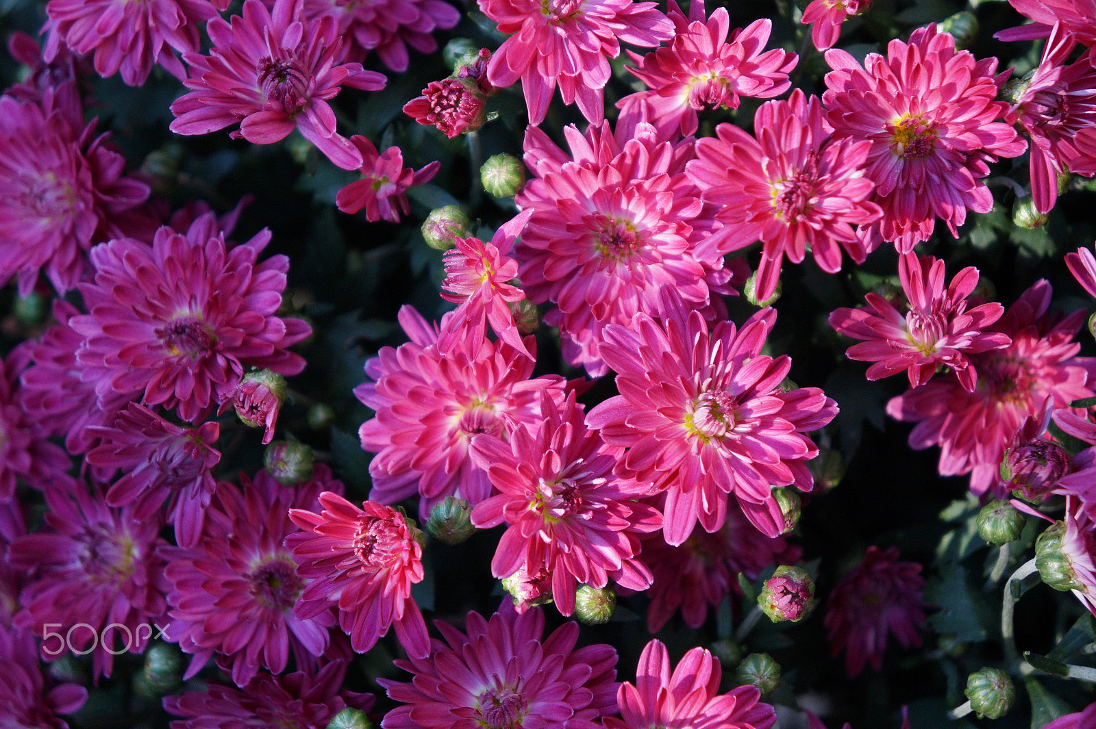 Sony Alpha a3000 + Sony FE 28-70mm F3.5-5.6 OSS sample photo. Fall mums photography