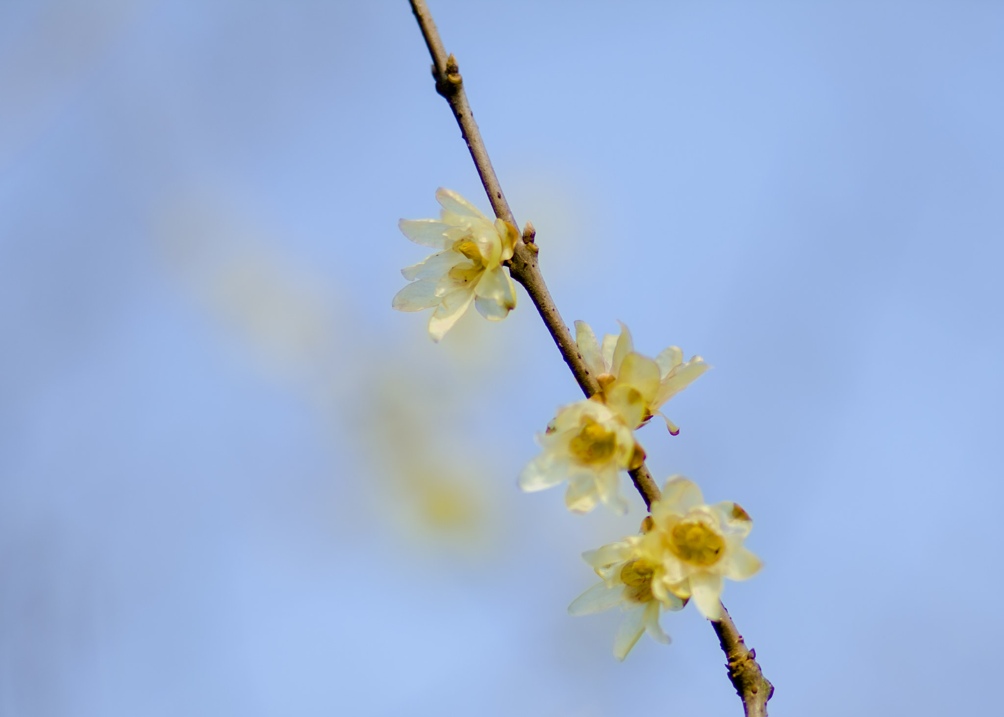 Canon EOS 50D + Canon EF 85mm F1.8 USM sample photo. Wintersweet photography