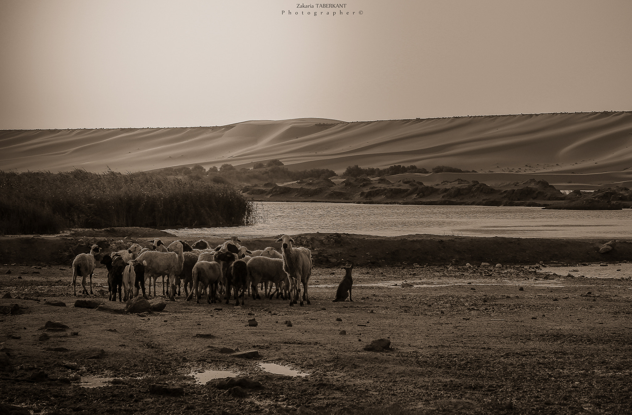 Canon EOS 600D (Rebel EOS T3i / EOS Kiss X5) sample photo. The sovereignty of the herd photography