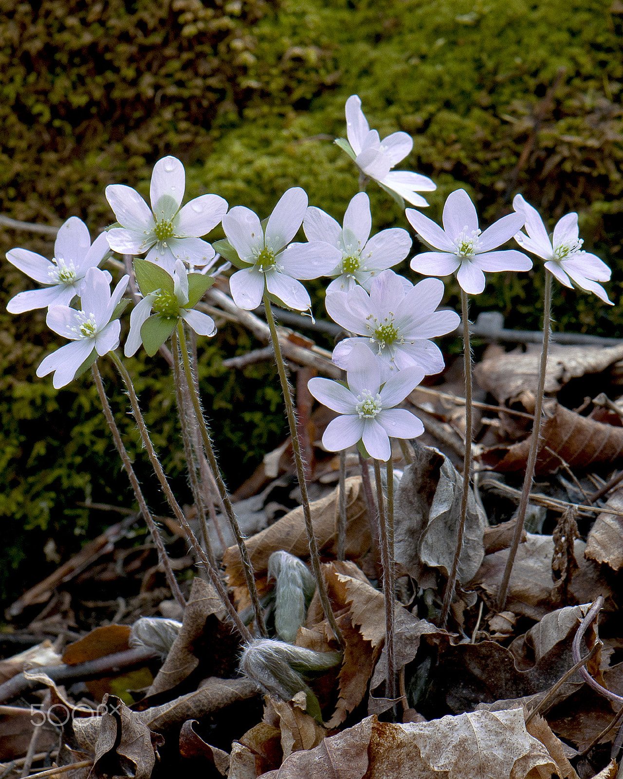 Nikon AF-S Micro-Nikkor 105mm F2.8G IF-ED VR sample photo. Early spring bloom photography