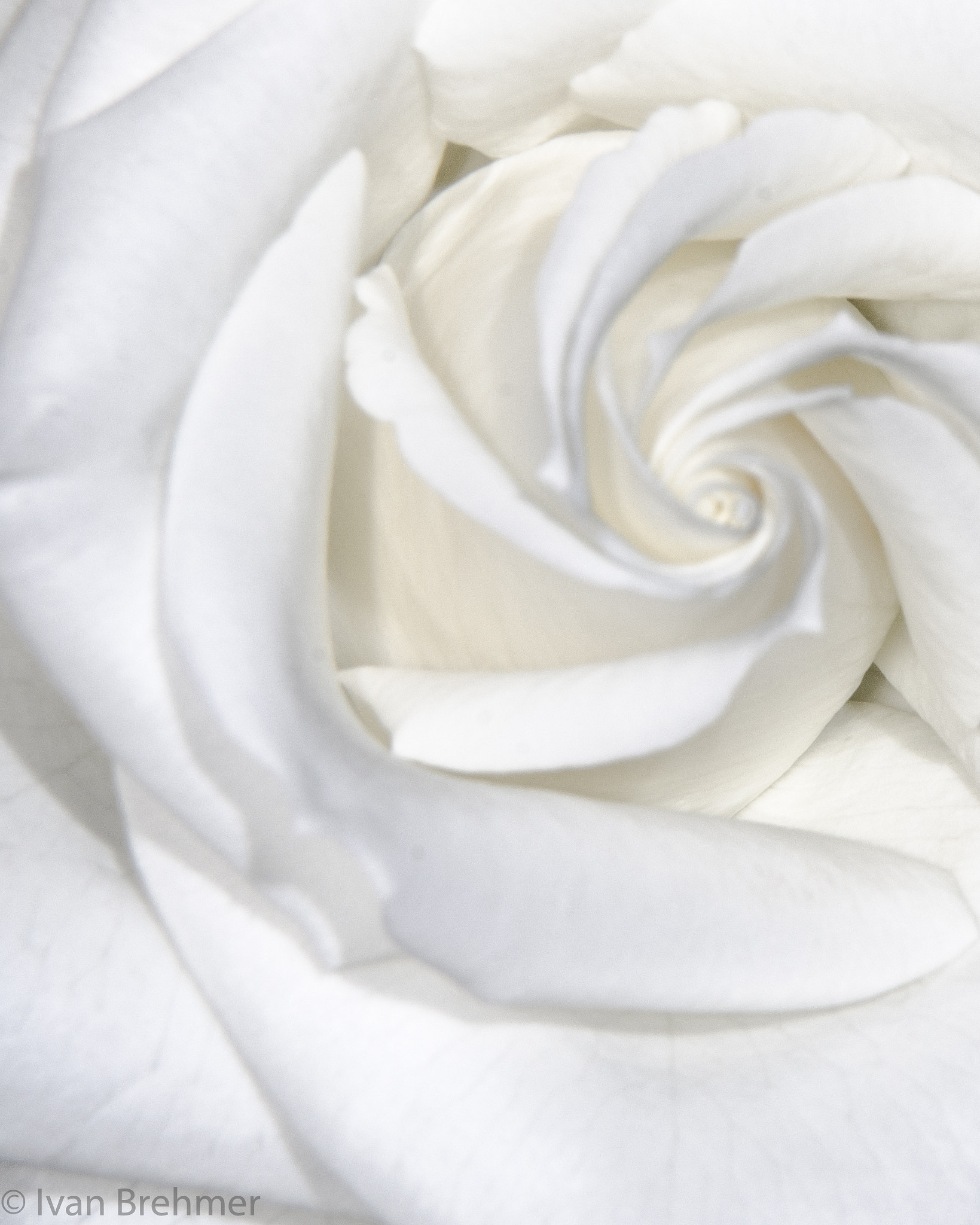 Nikon AF-S Nikkor 70-200mm F2.8G ED VR II sample photo. Rose pedal curves photography
