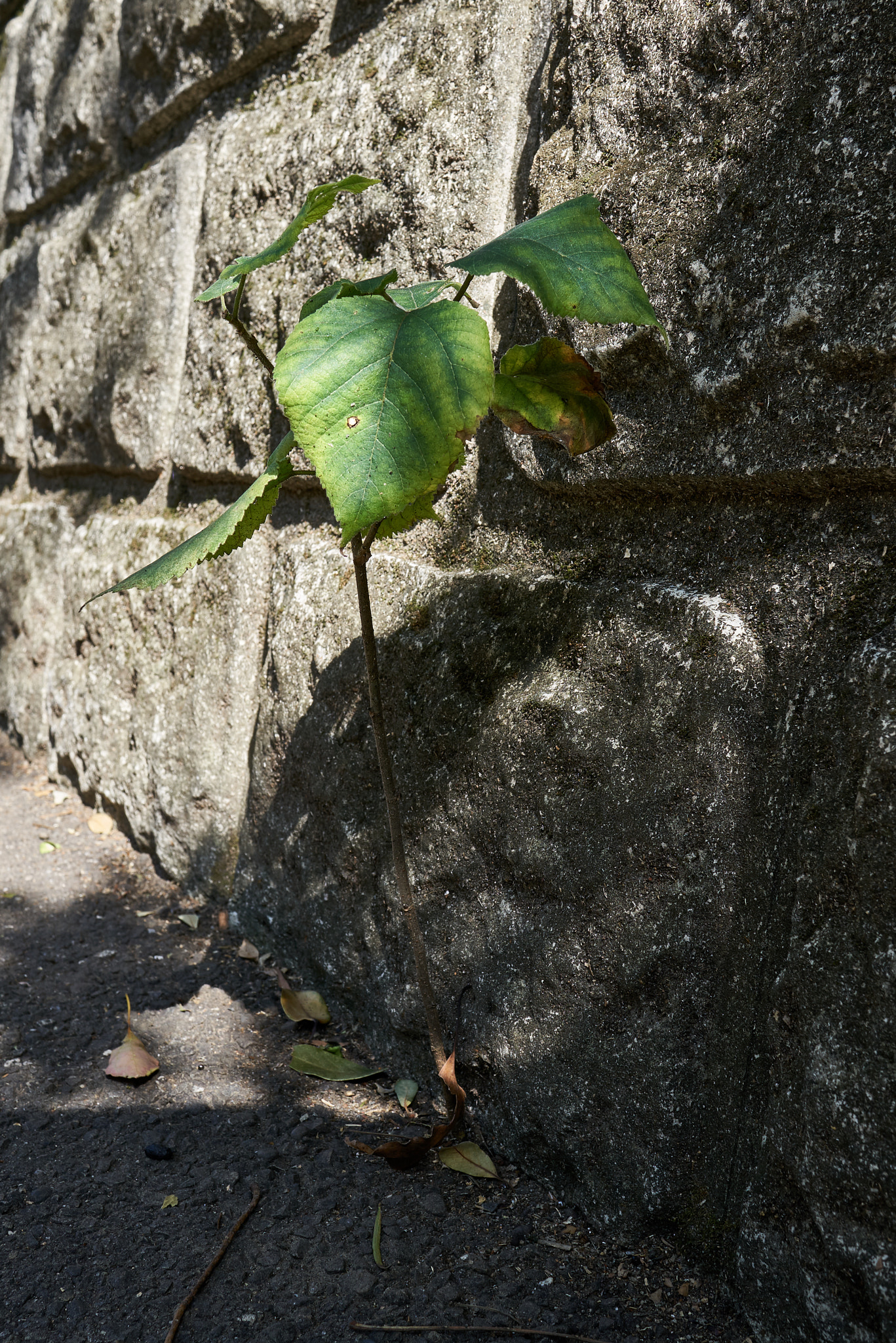 Sony Sonnar T* E 24mm F1.8 ZA sample photo. 31735271734.jpg photography