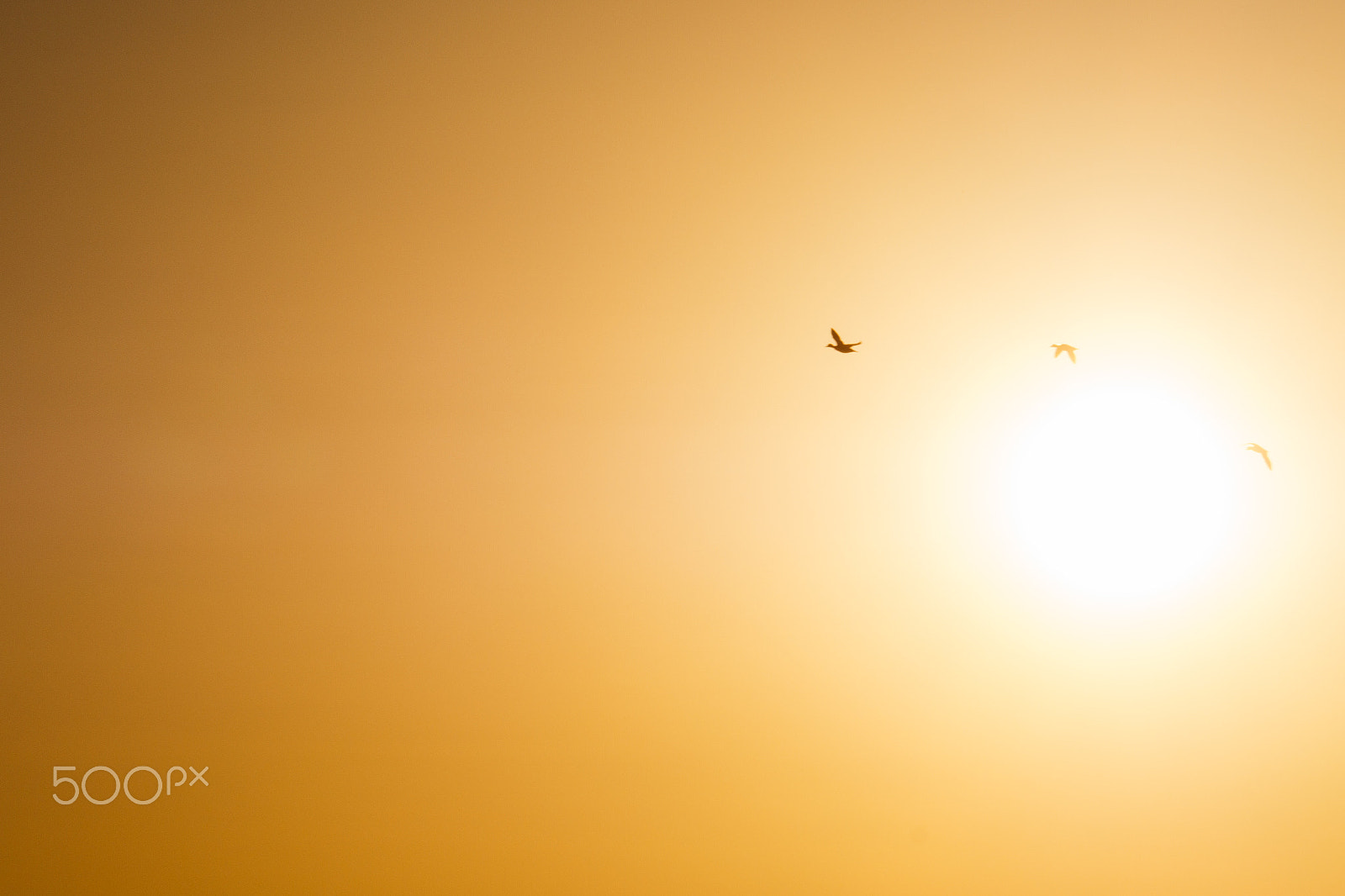 Olympus OM-D E-M1 Mark II + Olympus M.Zuiko Digital ED 40-150mm F2.8 Pro sample photo. Filled in light photography