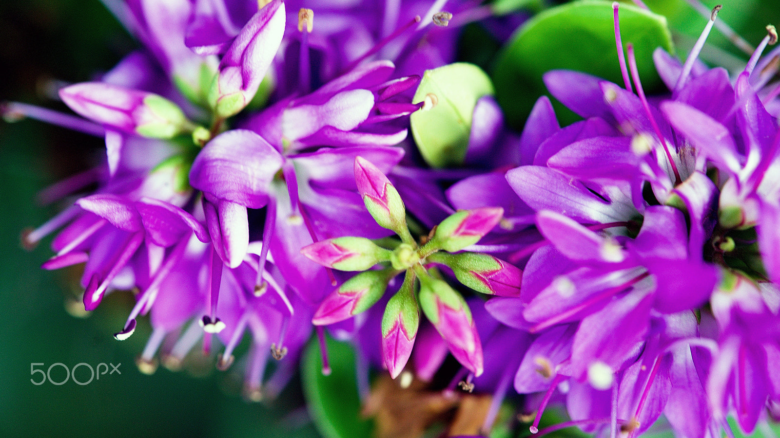 Sony FE 90mm F2.8 Macro G OSS sample photo. Your dream is my command photography