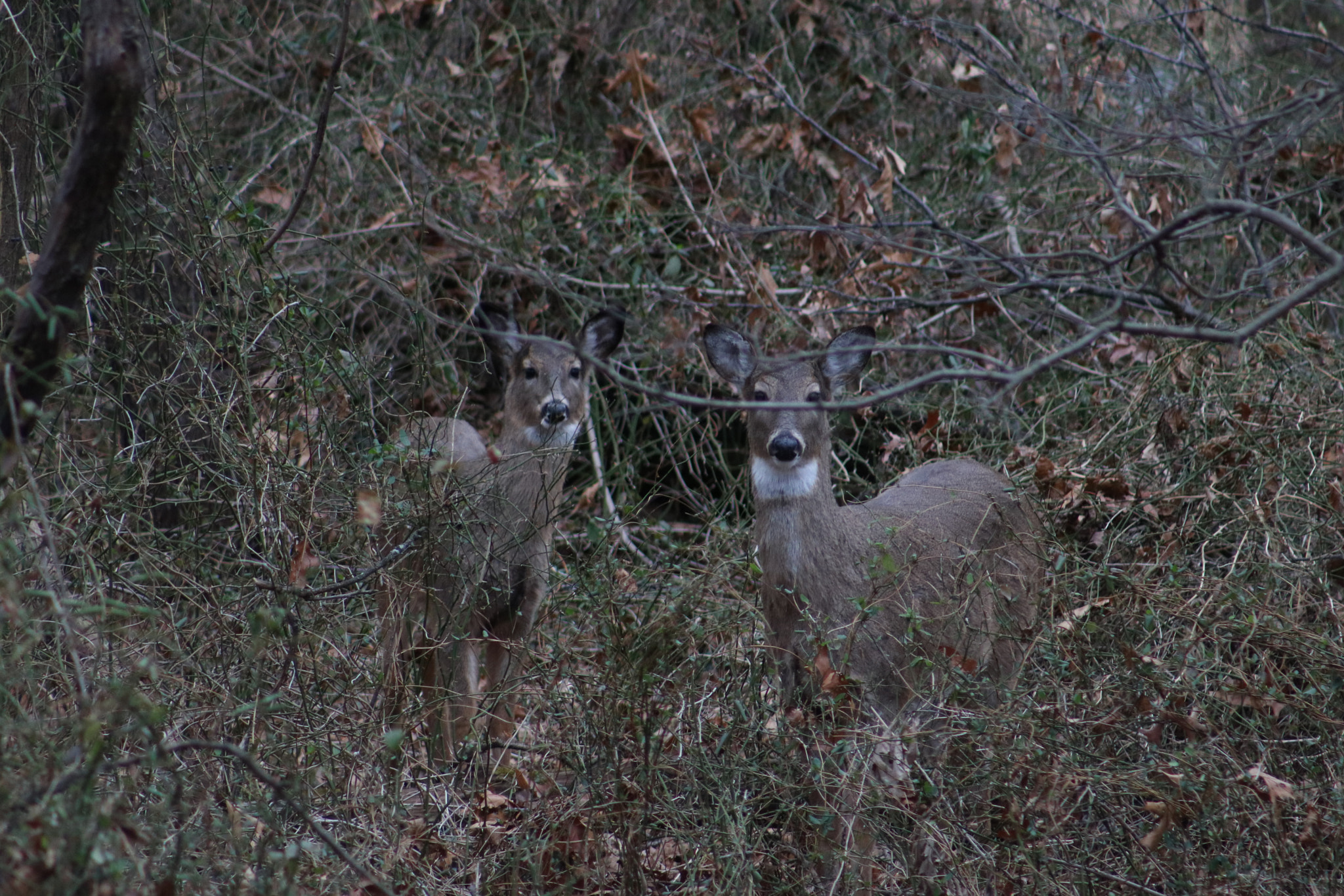 Canon EOS 750D (EOS Rebel T6i / EOS Kiss X8i) + Canon EF 75-300mm f/4-5.6 USM sample photo. Oh deer ? photography